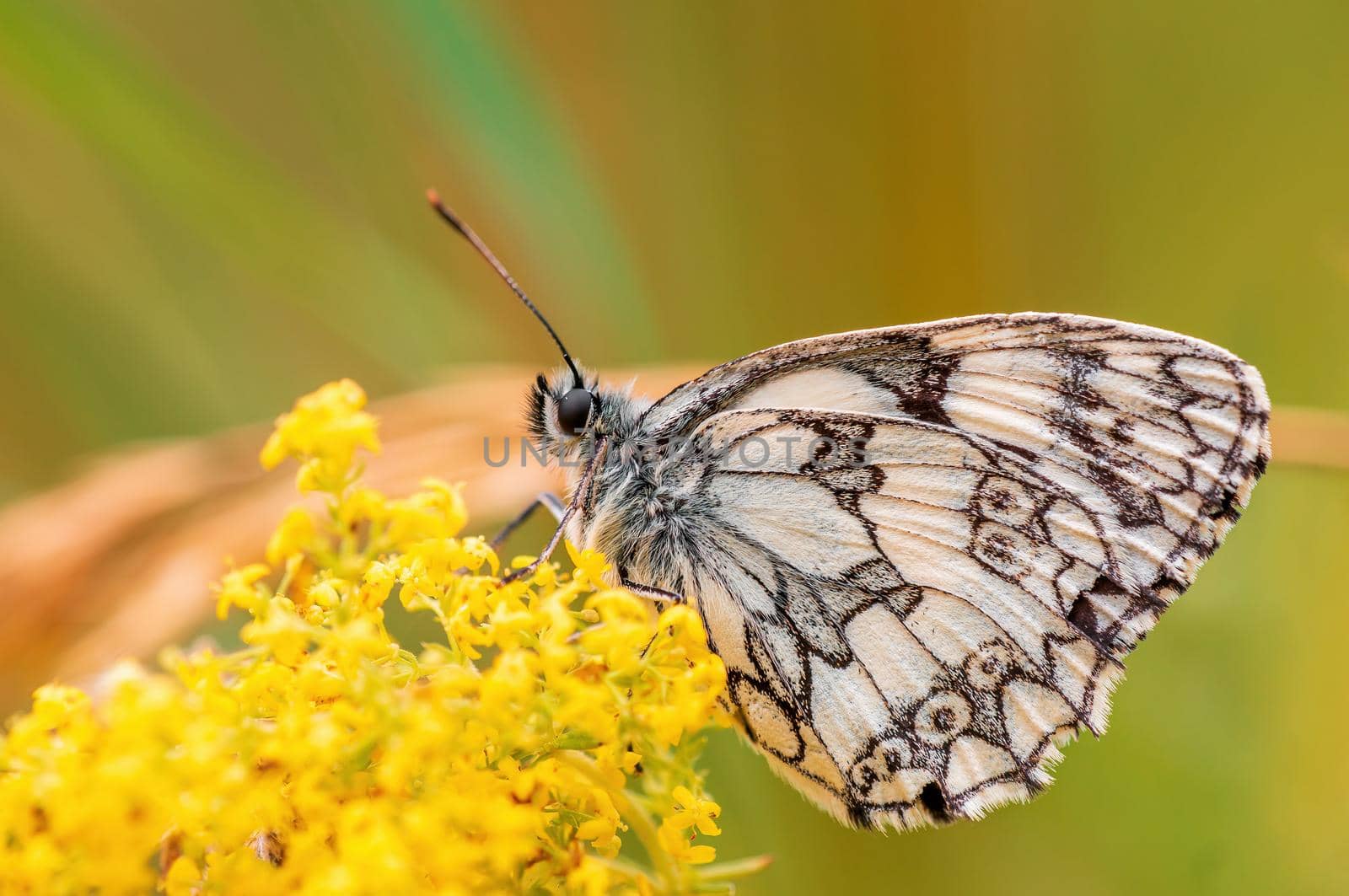 a Marbled White is sitting on a flower in a meadow