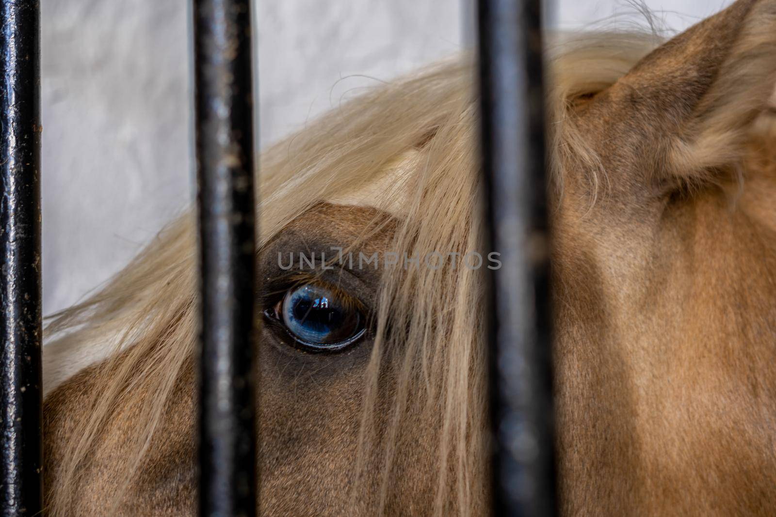 blue eye of horse close-up behind the bars of his stall looking at the camera