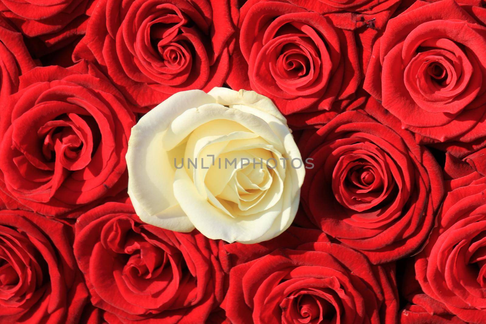 Single white rose and red roses in a bridal bouquet by studioportosabbia