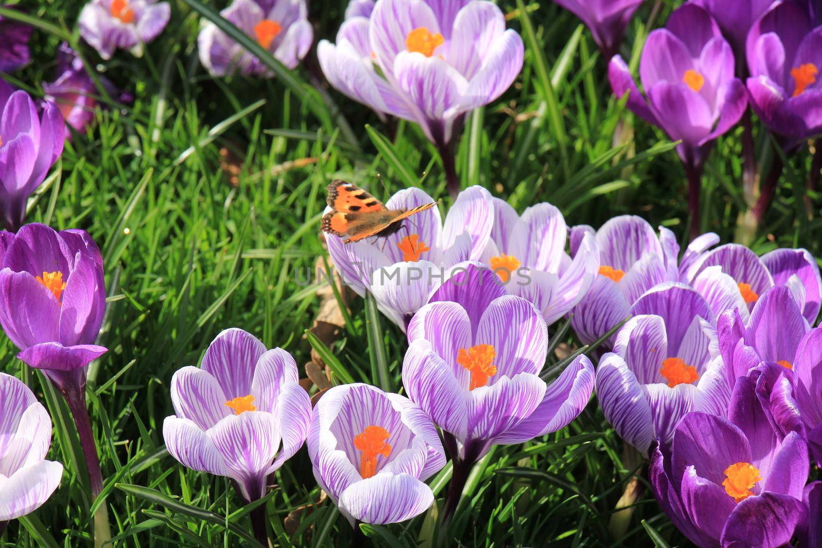 small tortoiseshell butterfly on a crocus in early spring sunlight