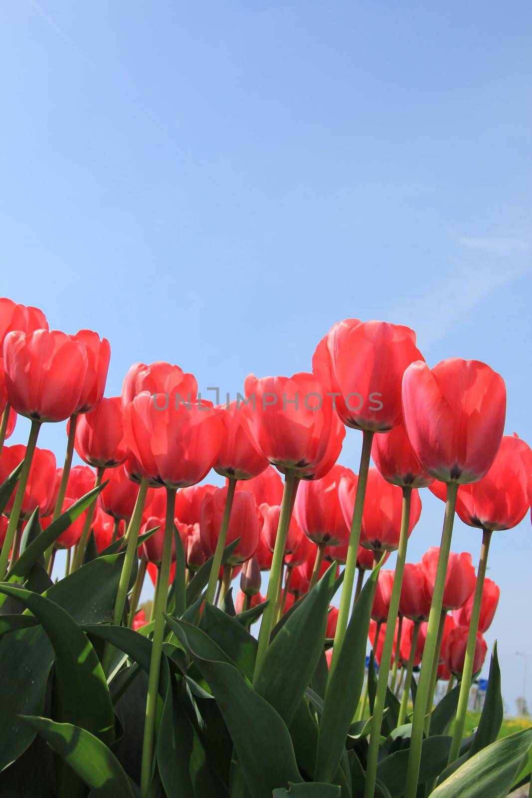 Pink tulips in a sunny field, flower industry