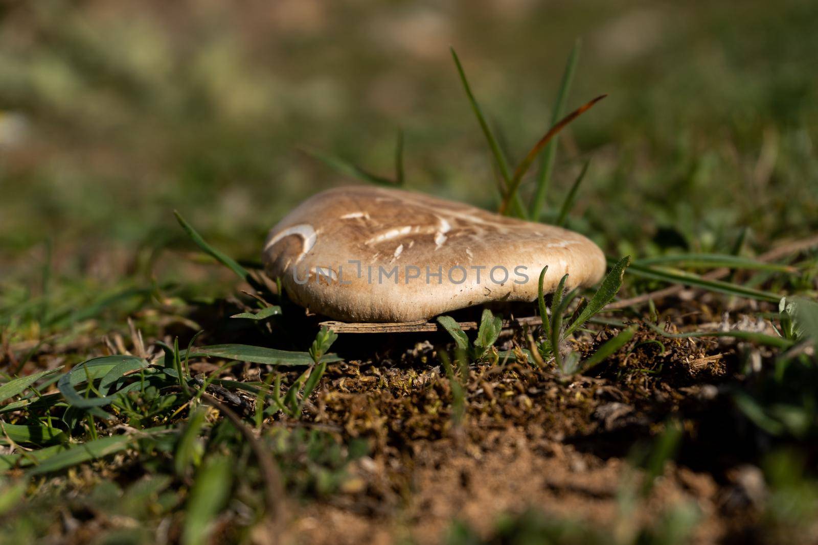 thistle mushroom in the field pleurotus ostreatus by joseantona