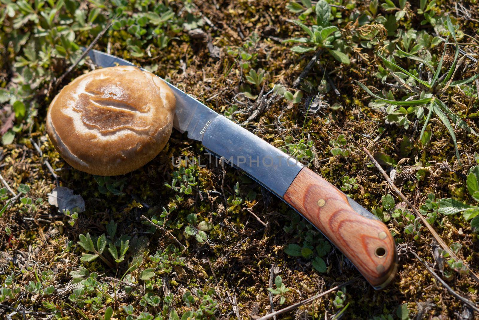 thistle mushroom in the field cut with a razor knife by joseantona