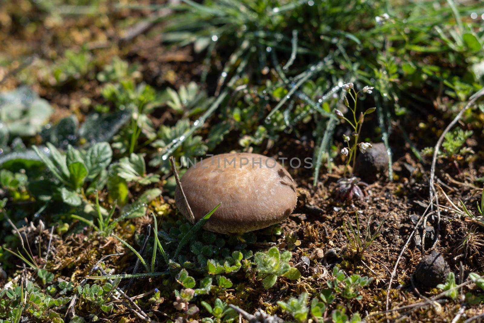 close-up of oyster mushroom in the field pleurotus ostreatus