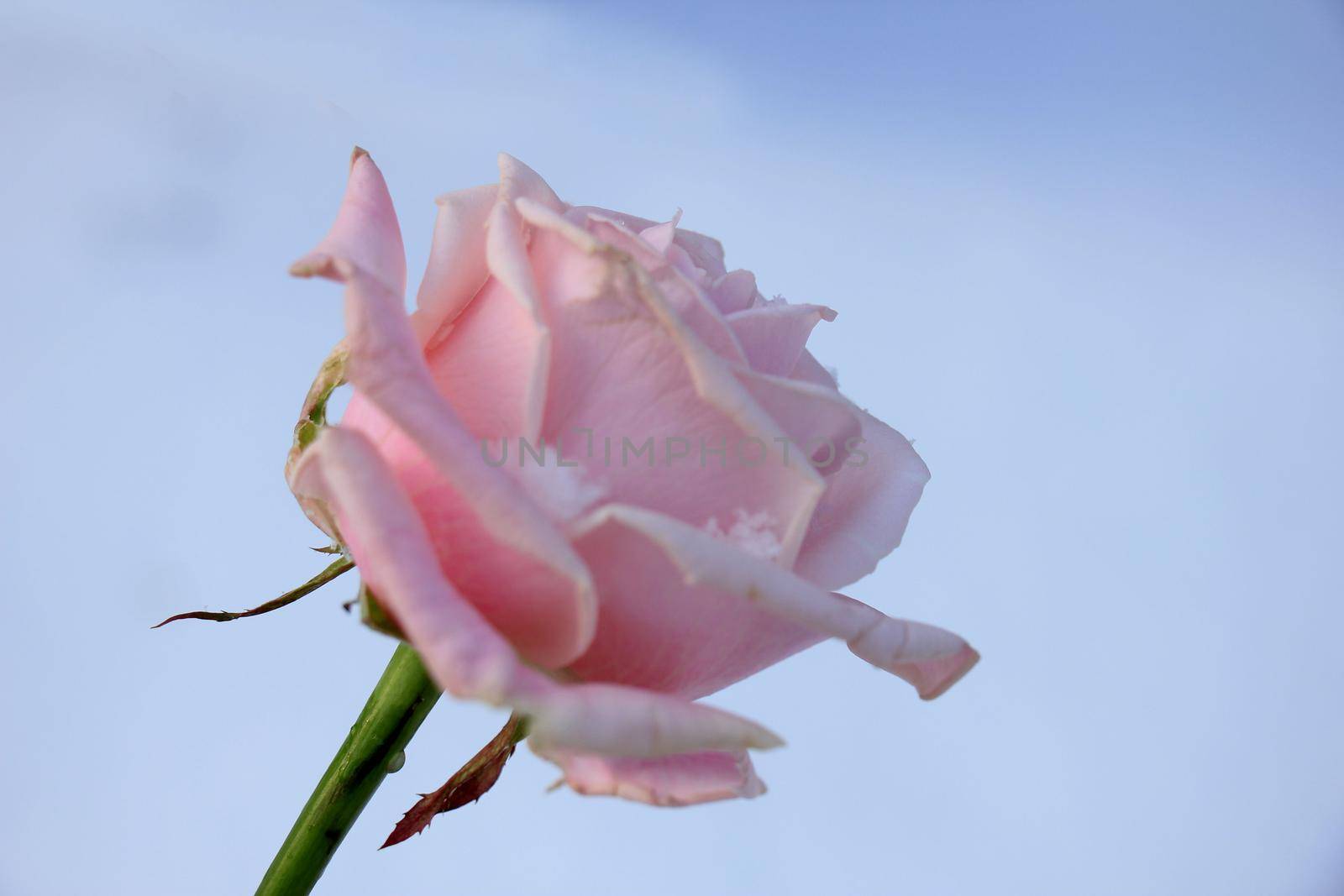 a pale pink rose in the fresh snow by studioportosabbia