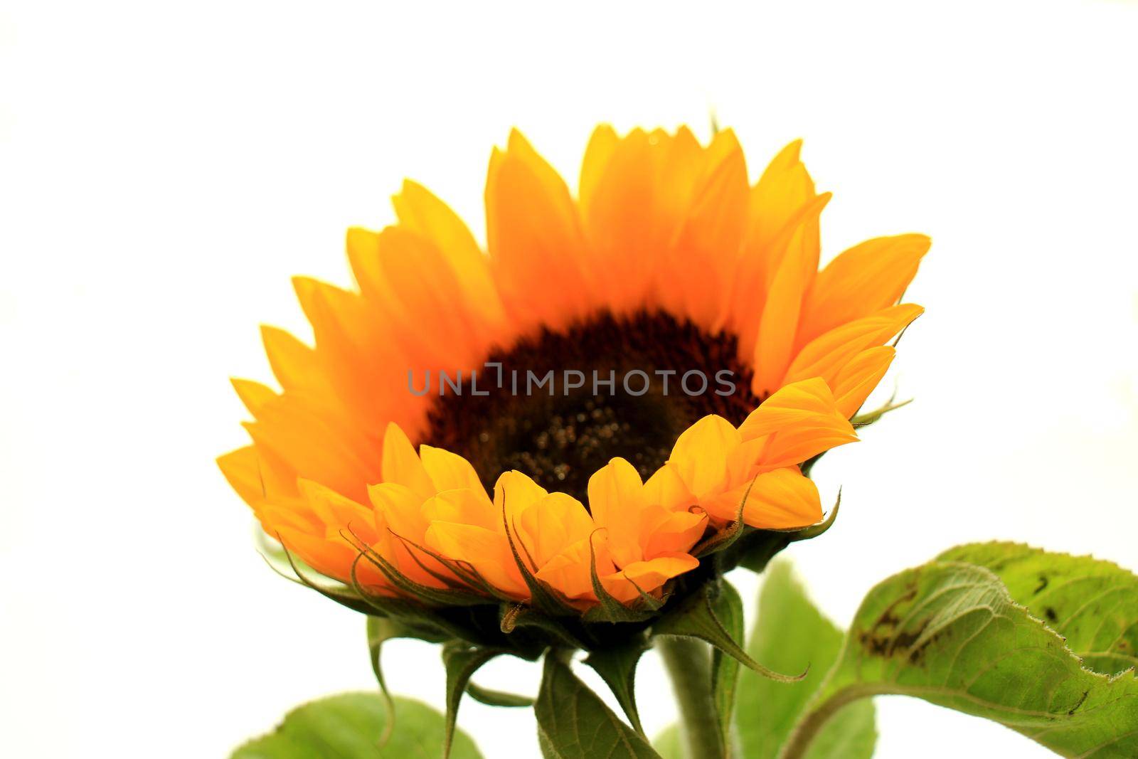 Big yellow sunflower on a white background by studioportosabbia