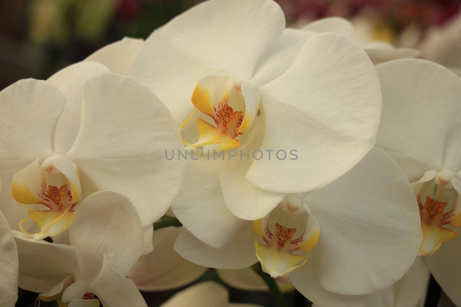 Phalaenopsis orchid by studioportosabbia