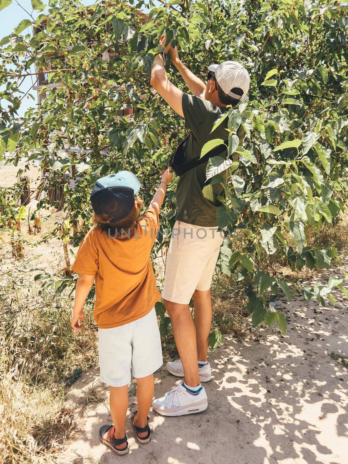 Tourists dad father man and his child son school kid boy reap crop harvest a mulberry berry from a tree, while taking a stroll outside.