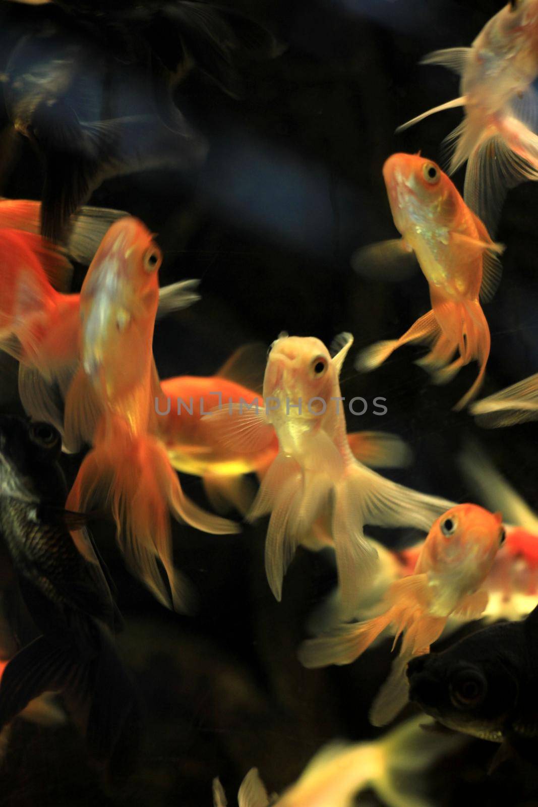 Goldfish in various sizes in a fish tank by studioportosabbia