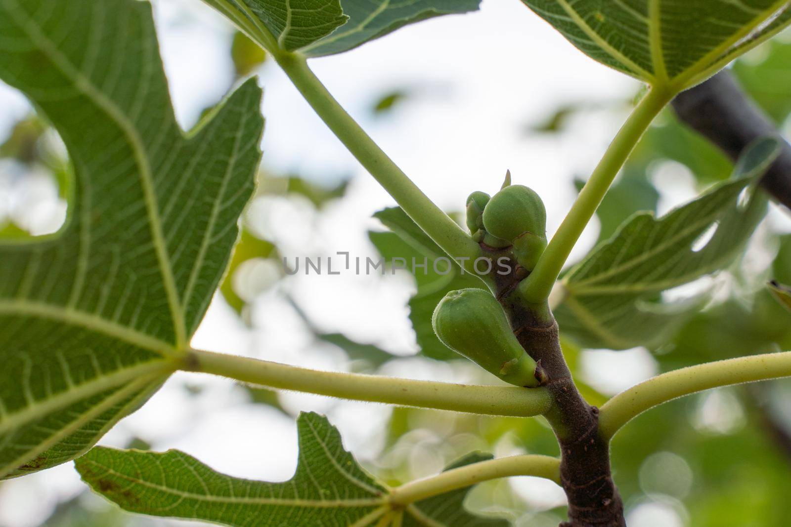 Green raw figs on the branch of a fig tree with morning sun light.