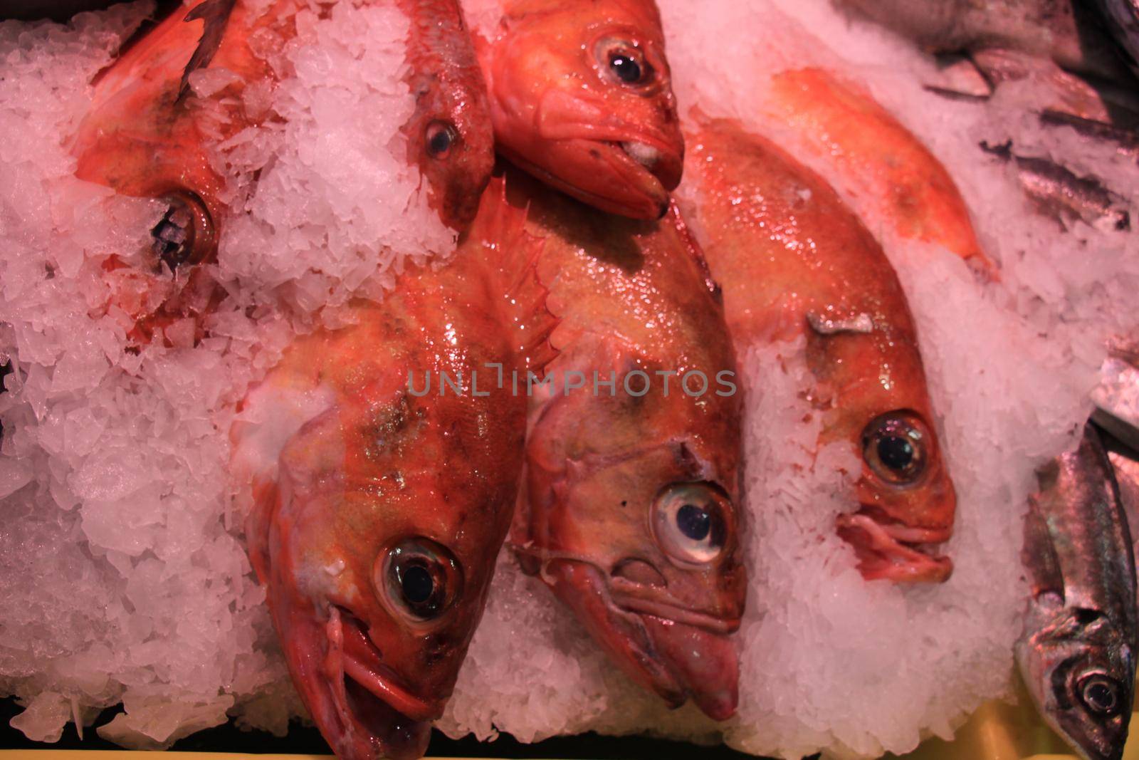 Fresh sea fishes on crushed ice in a fish shop