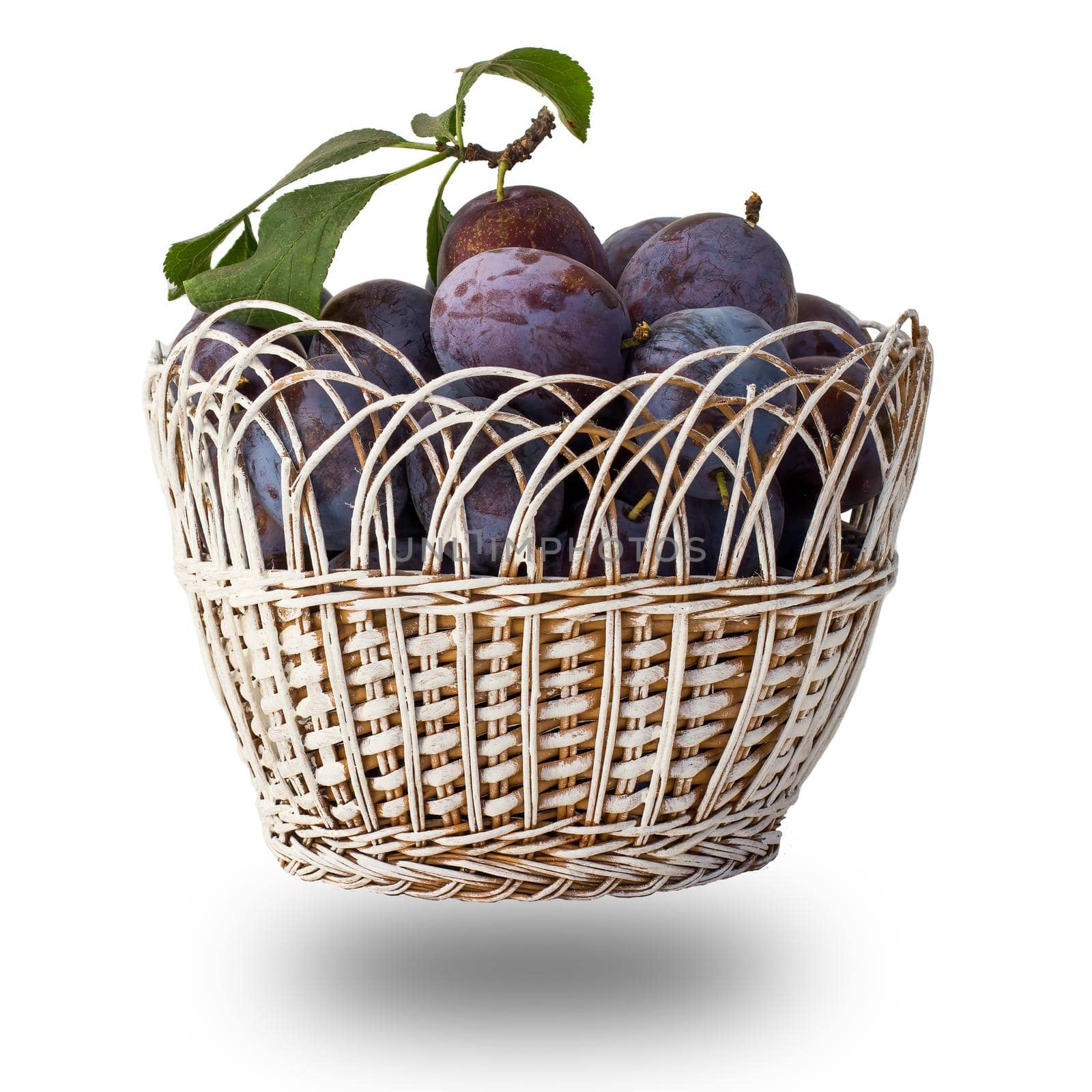 Just picked ripe plums in a wicker basket on the white isolated background. Just harvested fruits.