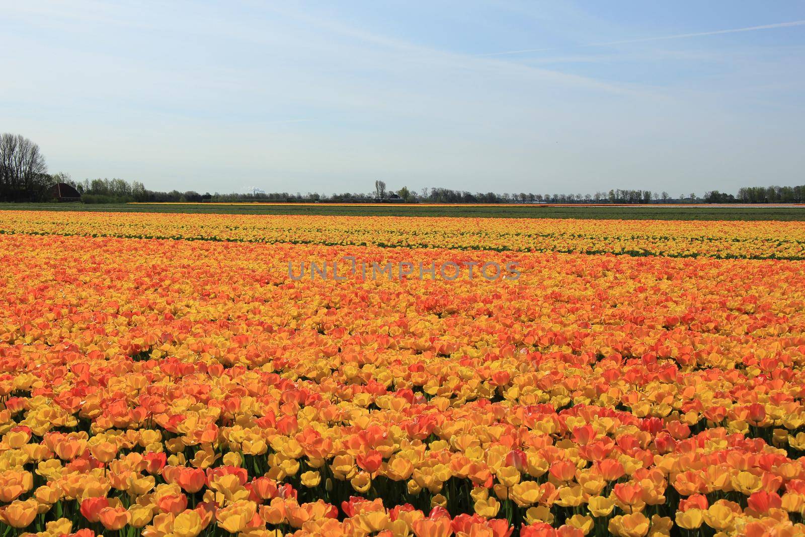 Yellow and orange tulips by studioportosabbia