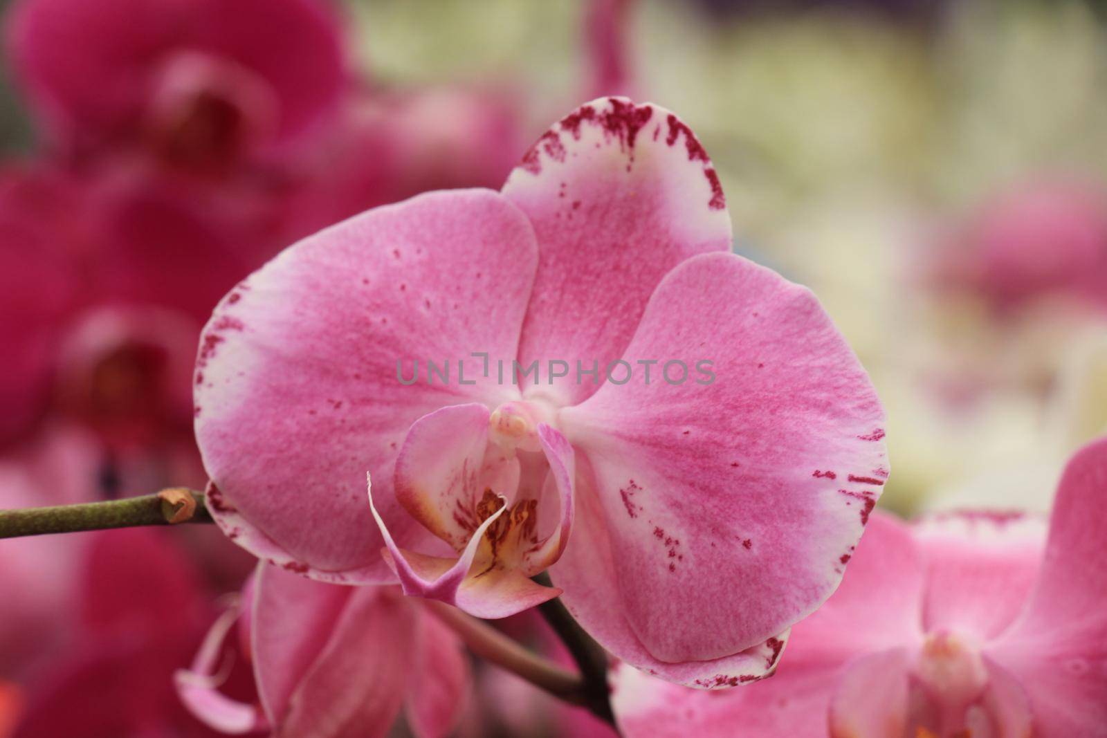 Phalaenopsis orchid, bright pink and dark red