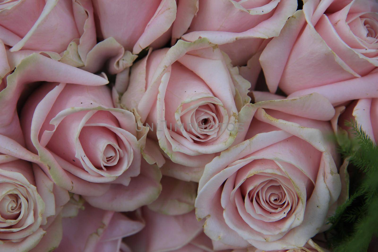 Pale pink roses in a floral wedding arrangement by studioportosabbia