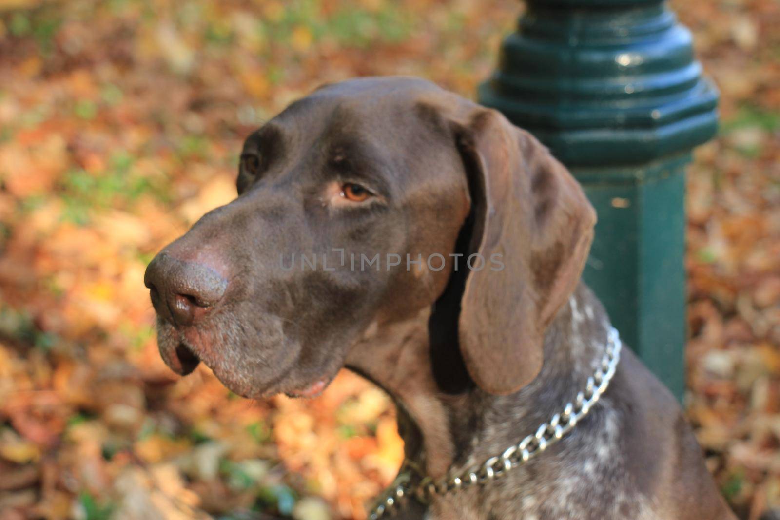 German Shorthaired Pointer, 3 year old male by studioportosabbia