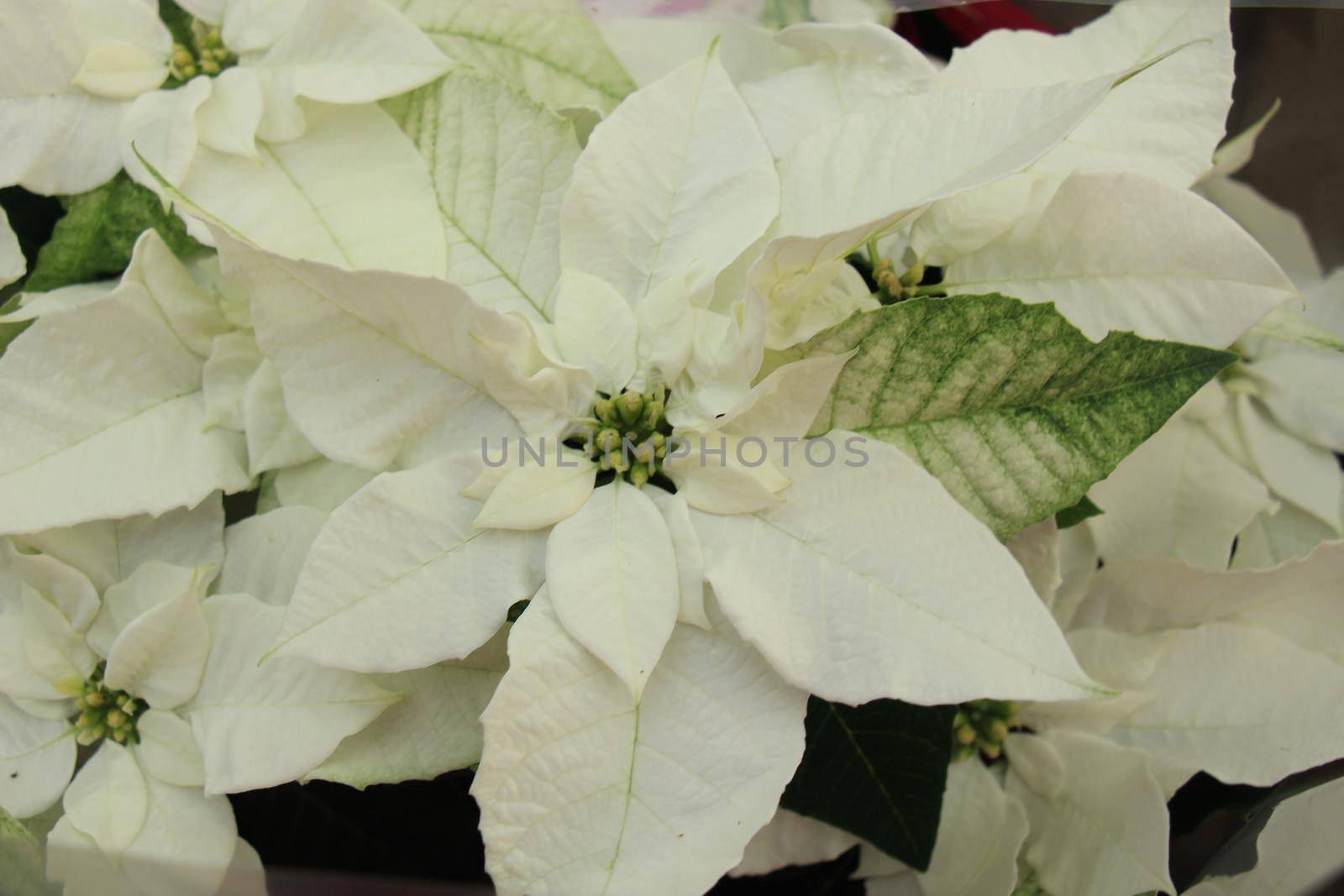 group of white poinsettia in full flower christmas season plants by studioportosabbia