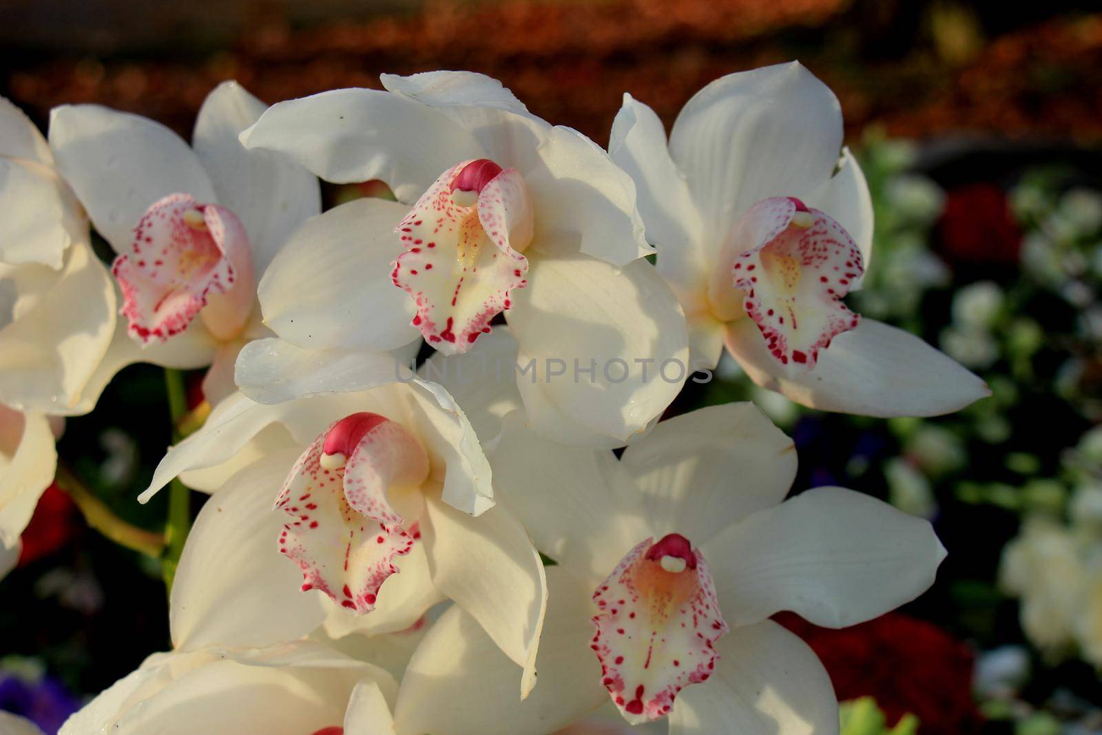 White Cymbidium orchids in a bridal floral arrangement by studioportosabbia