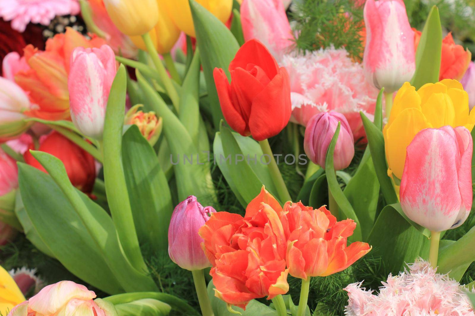 Different colors in a mixed tulip bouquet