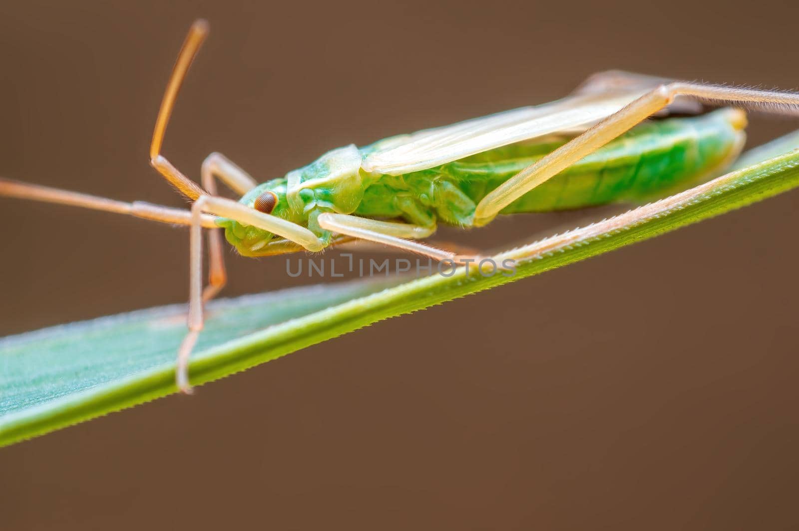 a green beetle sits on a stalk in a meadow