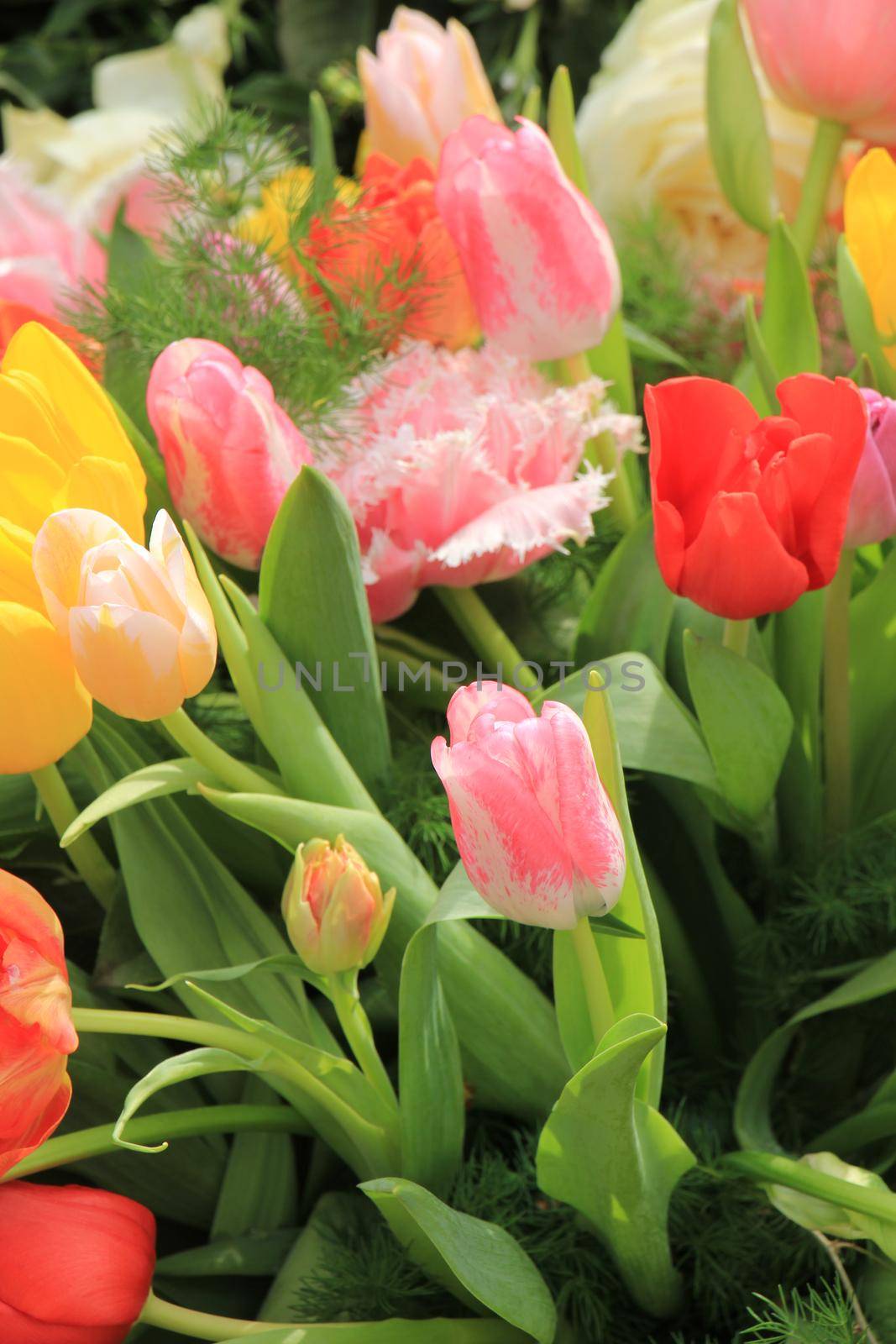 Different colors in a mixed tulip bouquet by studioportosabbia