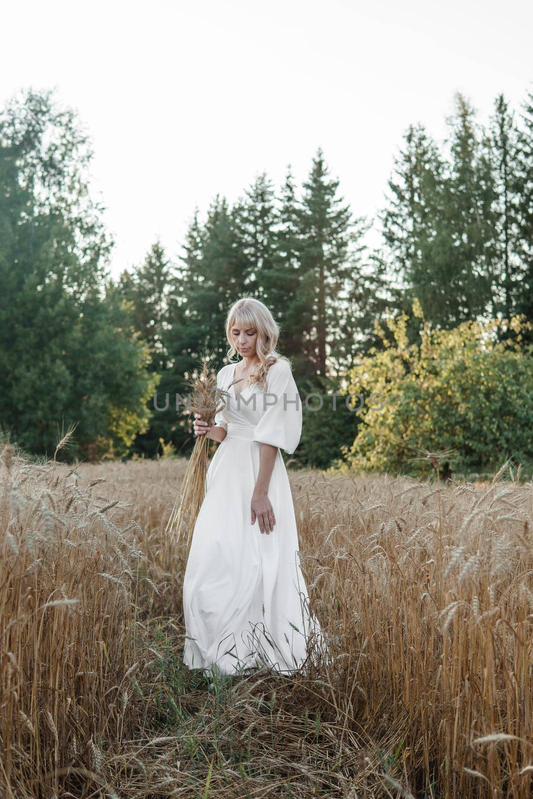 A blonde woman in a long white dress walks in a wheat field. The concept of a wedding and walking in nature.