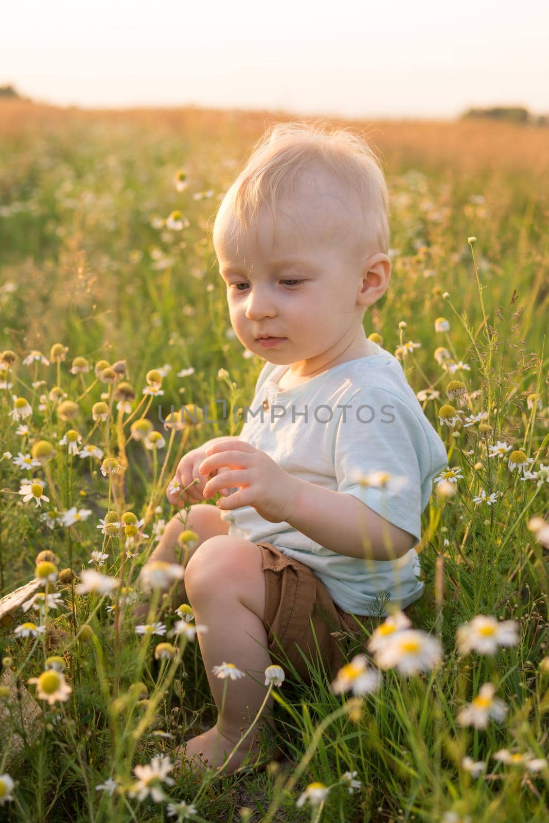 A little blond boy is sitting in the grass in a chamomile field. The concept of walking in nature, freedom and an environmentally friendly lifestyle.