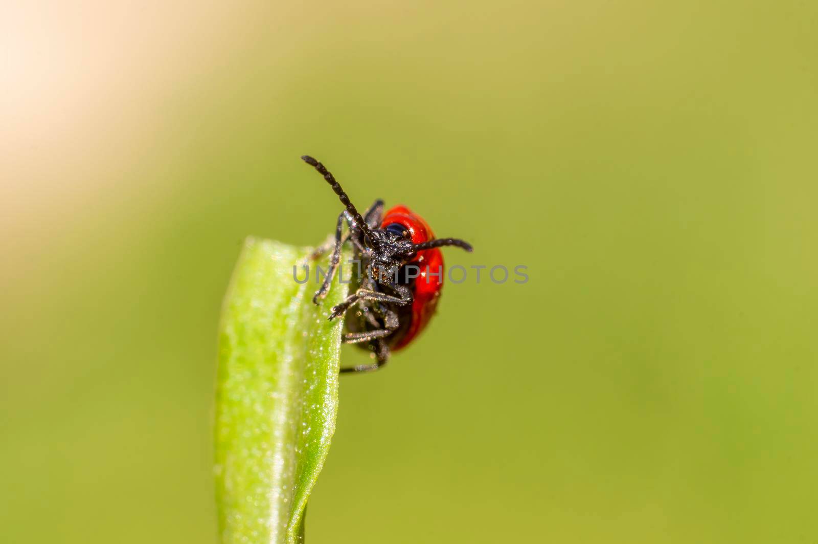 a red lily beetle sits on a leaf