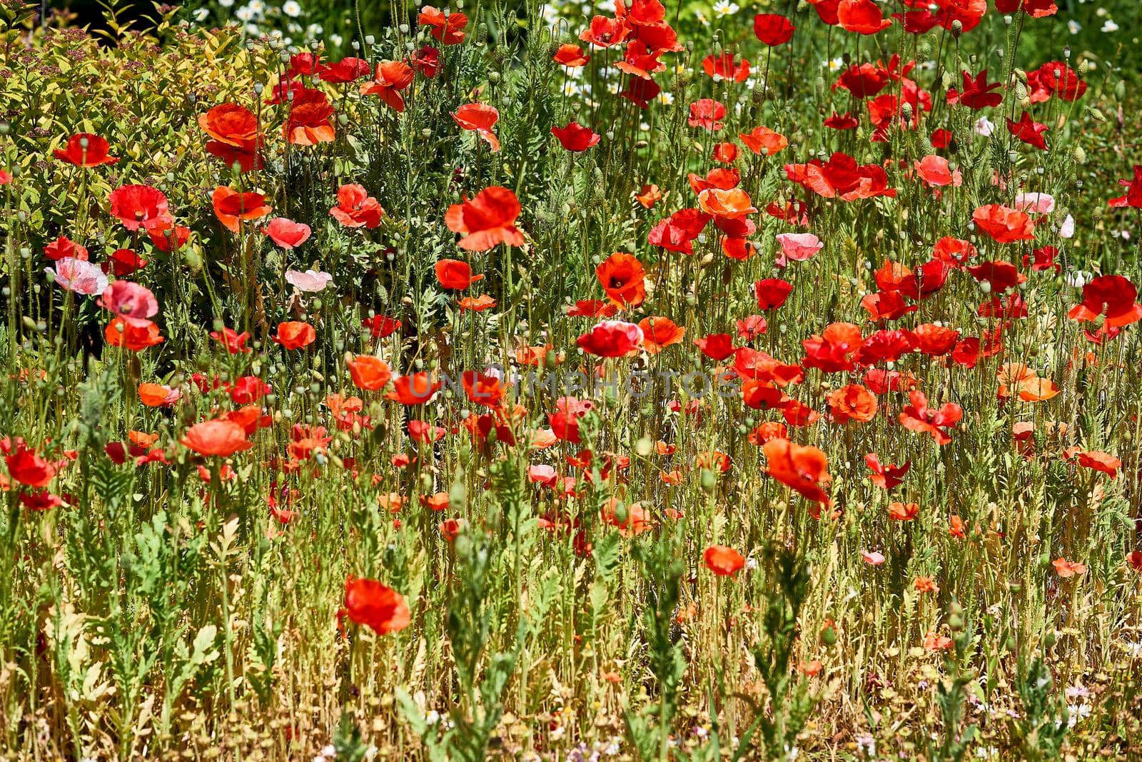 a herbaceous plant with showy flowers, milky sap, and rounded seed capsules. Many poppies contain alkaloids and are a source of drugs such as morphine and codeine. Sunny meadow with red tender poppies