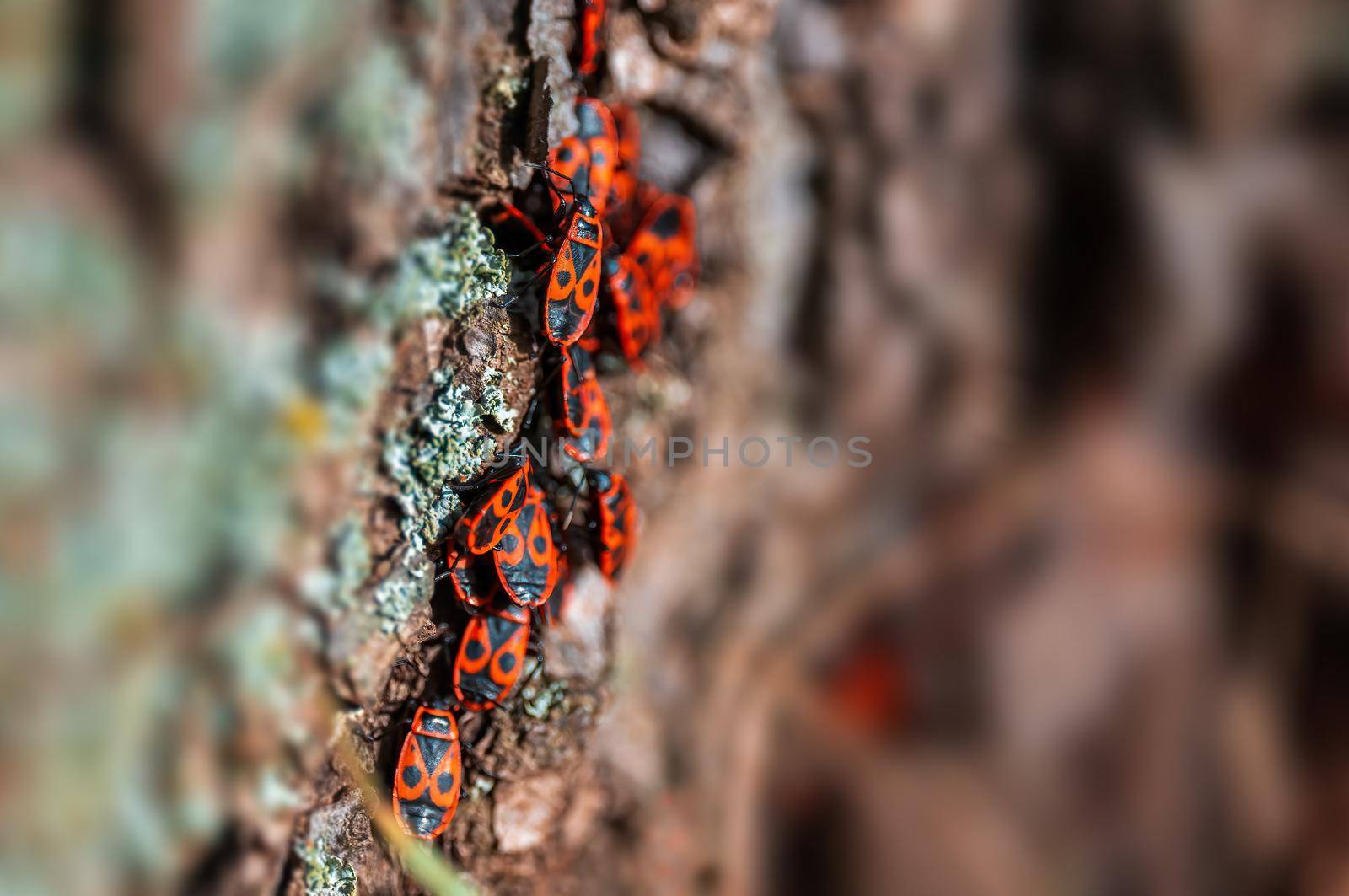 fire bugs sits on the bark of a tree