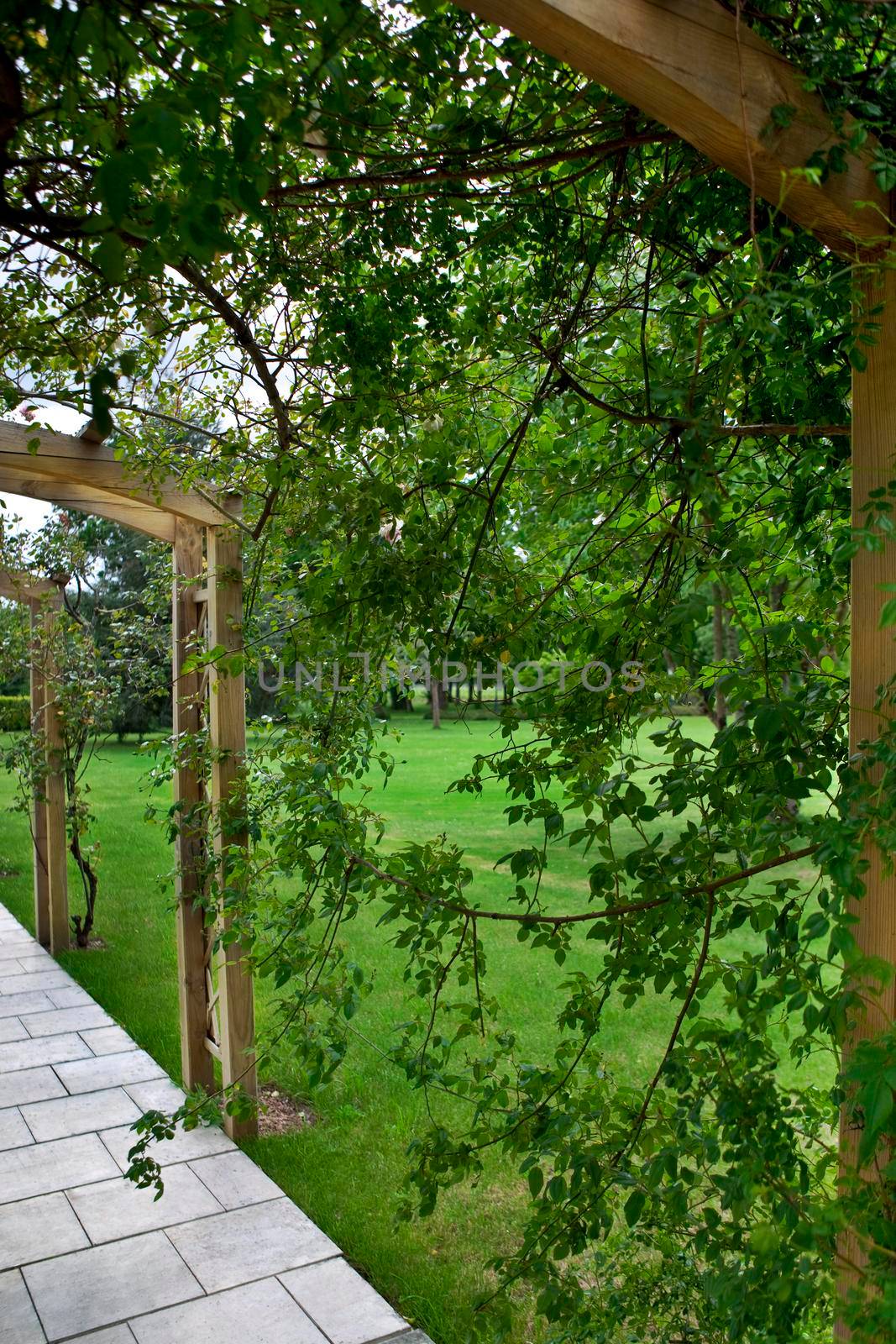 Wood framed in the rose garden of a park