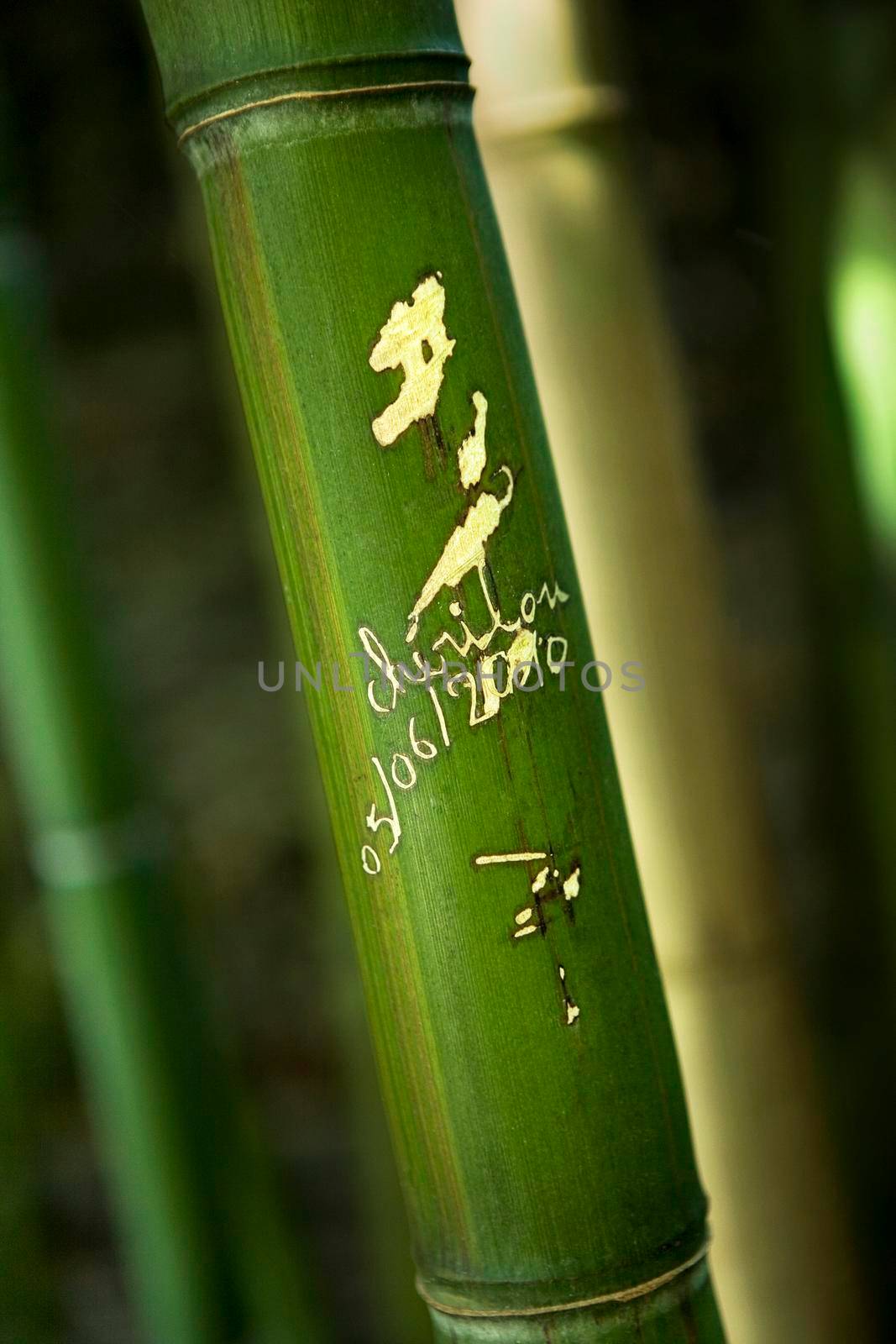 Message on a bamboo by jacques_palut