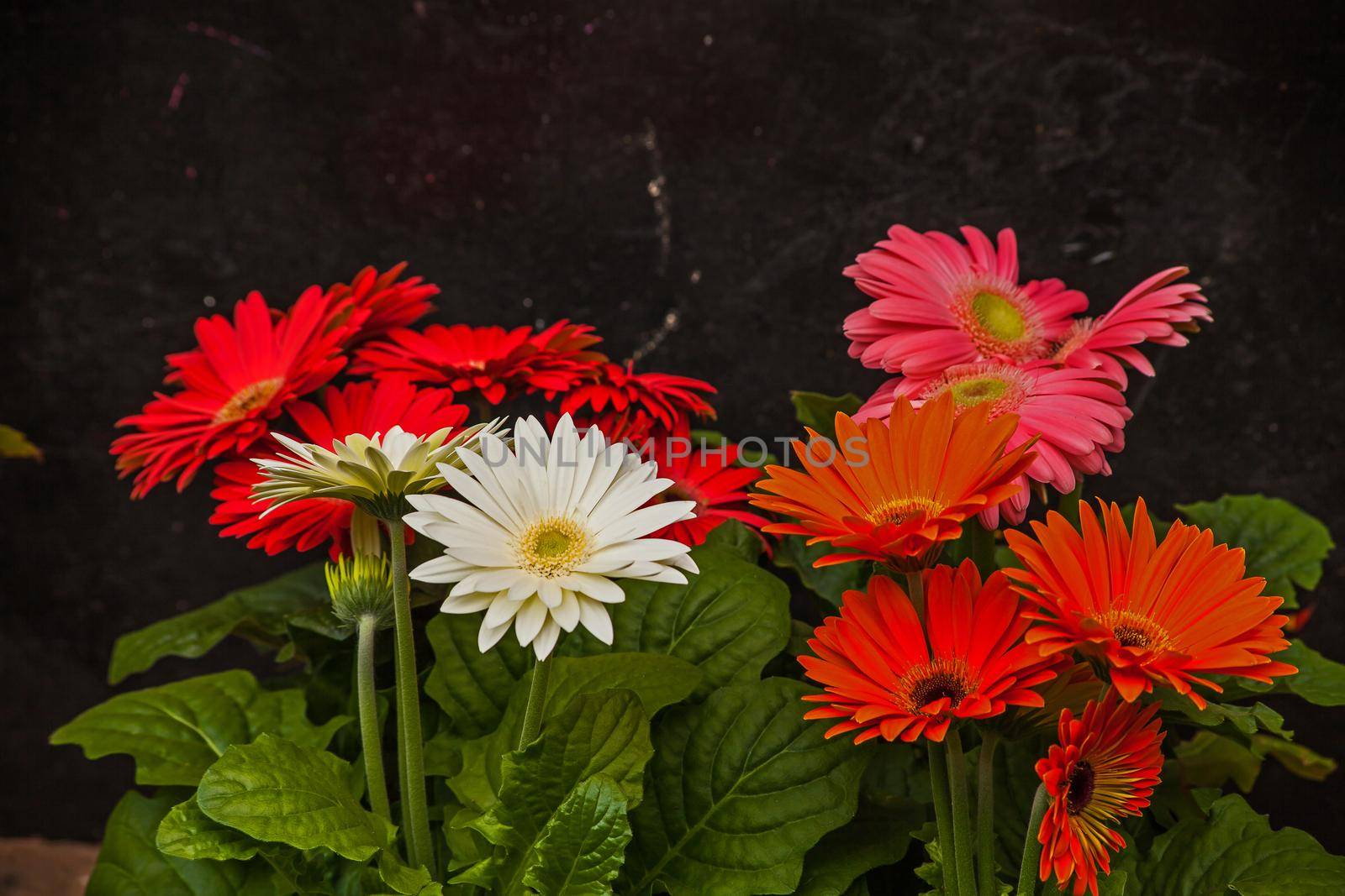 Different colored hybrids of Gerbera jamesonii