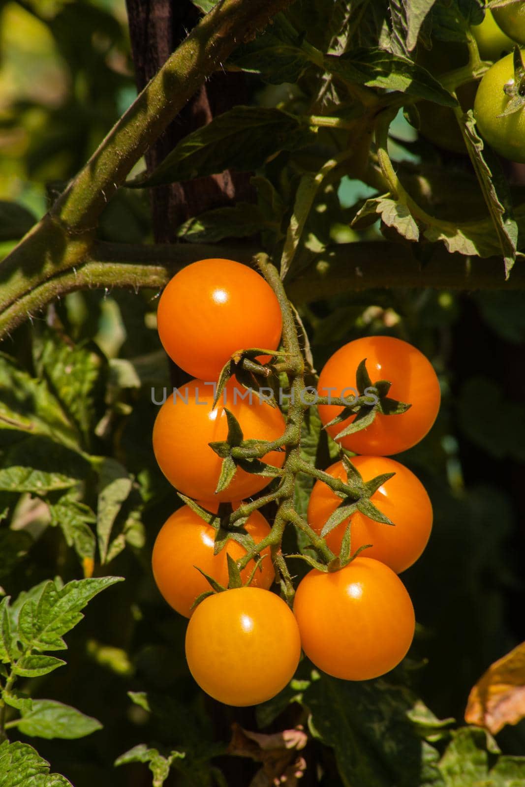 Ripe yellow tomatoes in the garden