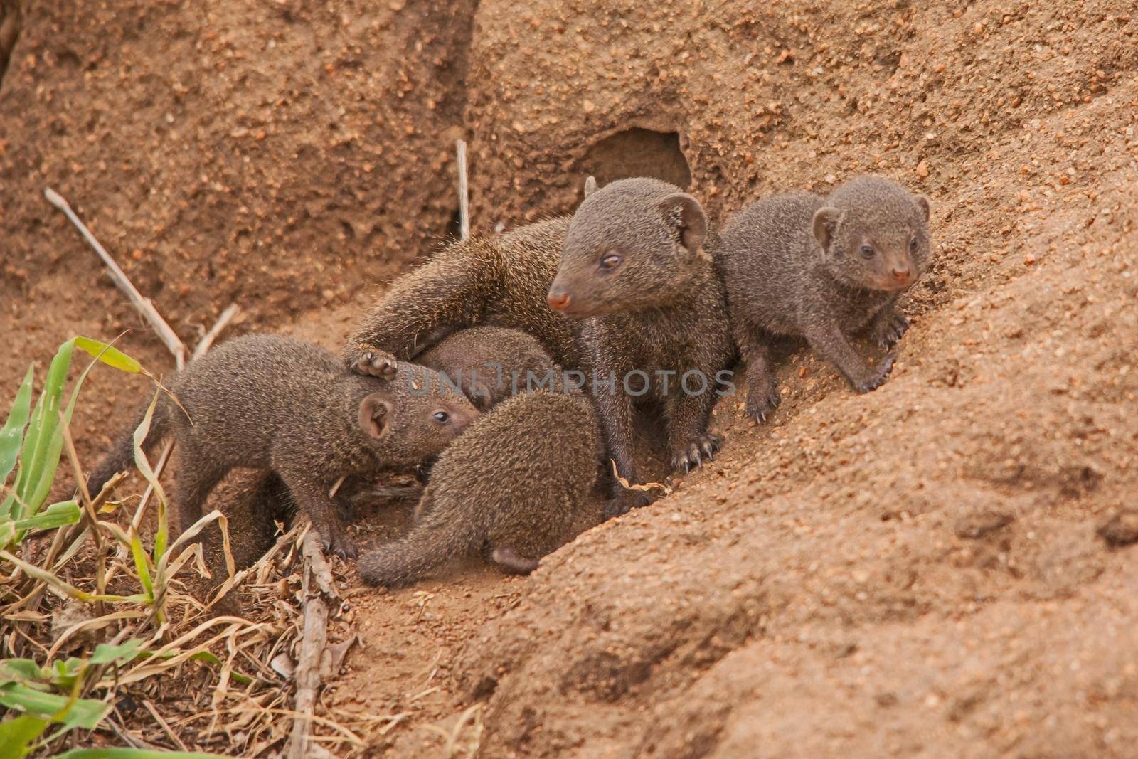 Dwarf Mongoose (Helogale parvula) mother with babies on an abandoned anthill in Kruger National Park. South Africa