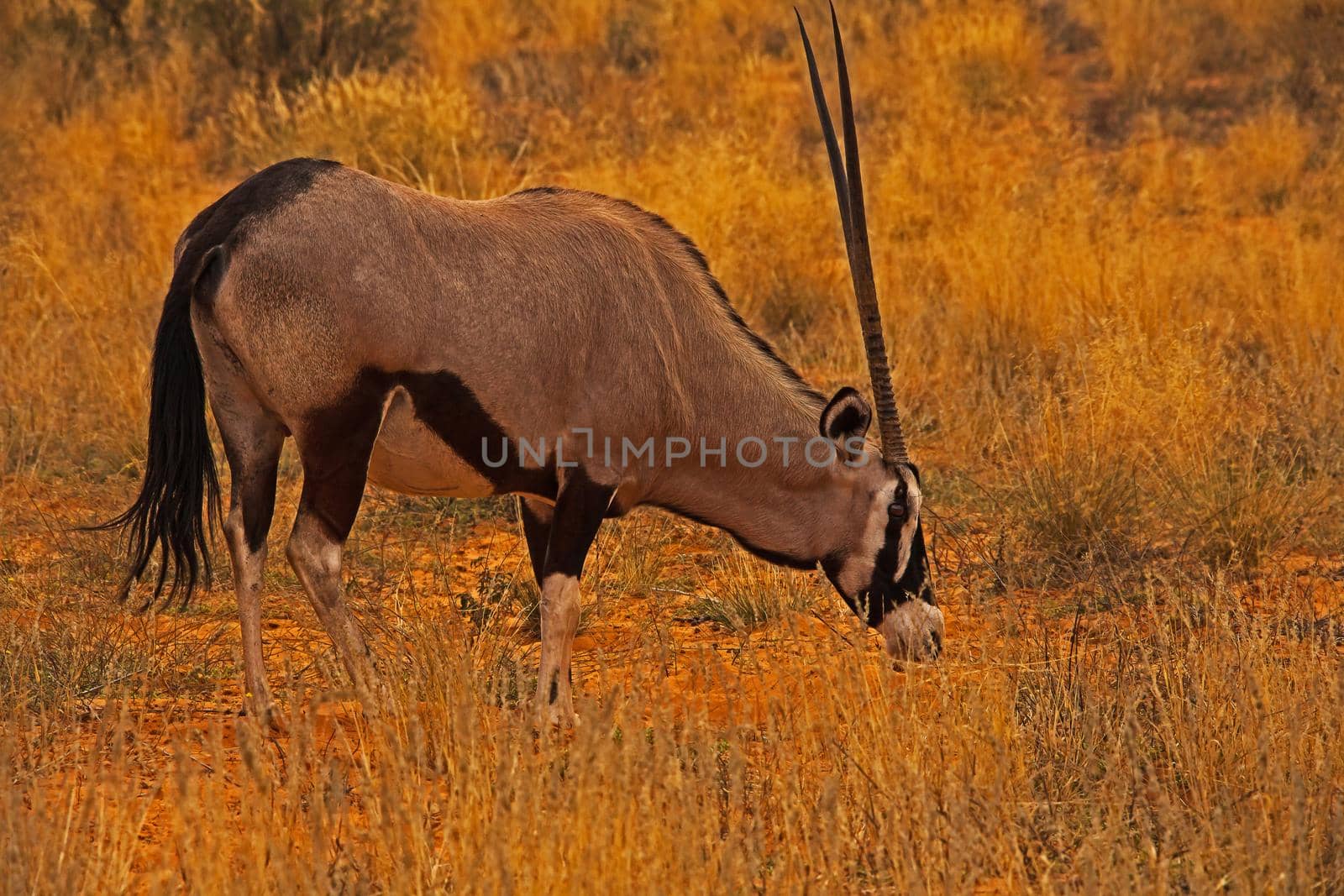 Lone Kalahari Oryx 5027 by kobus_peche