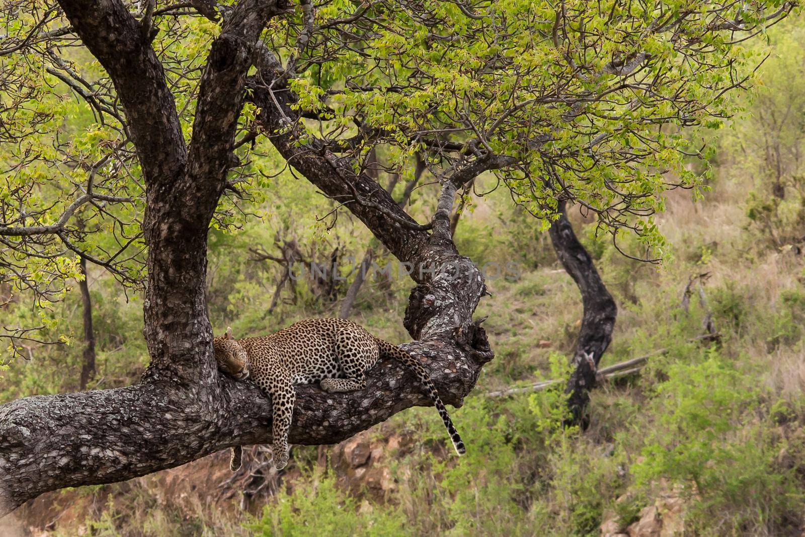 Sleeping Leopard (Panthera pardus) 14725 by kobus_peche