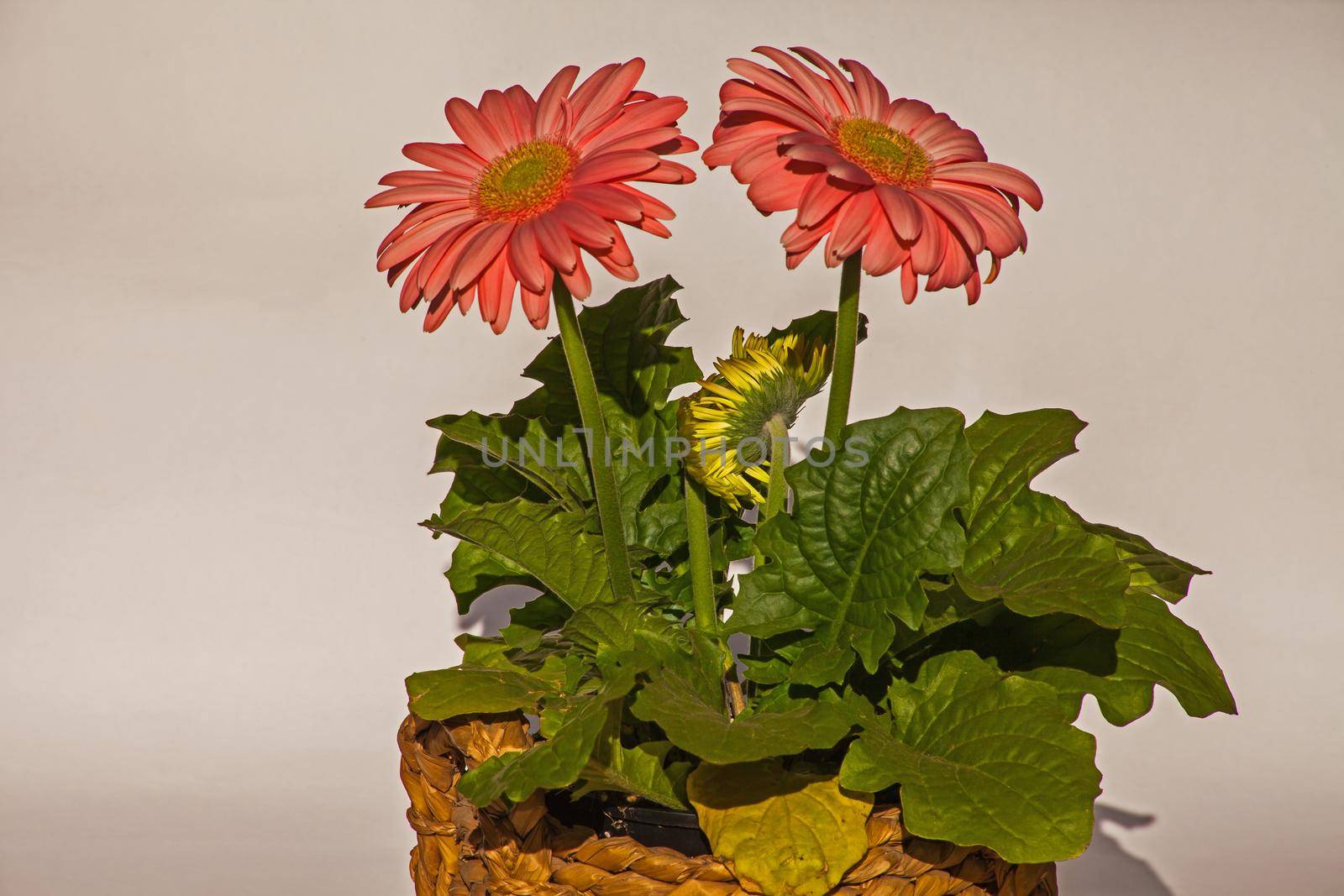 Close-up image of the flower of an orange hybrid of Gerbera jamesonii