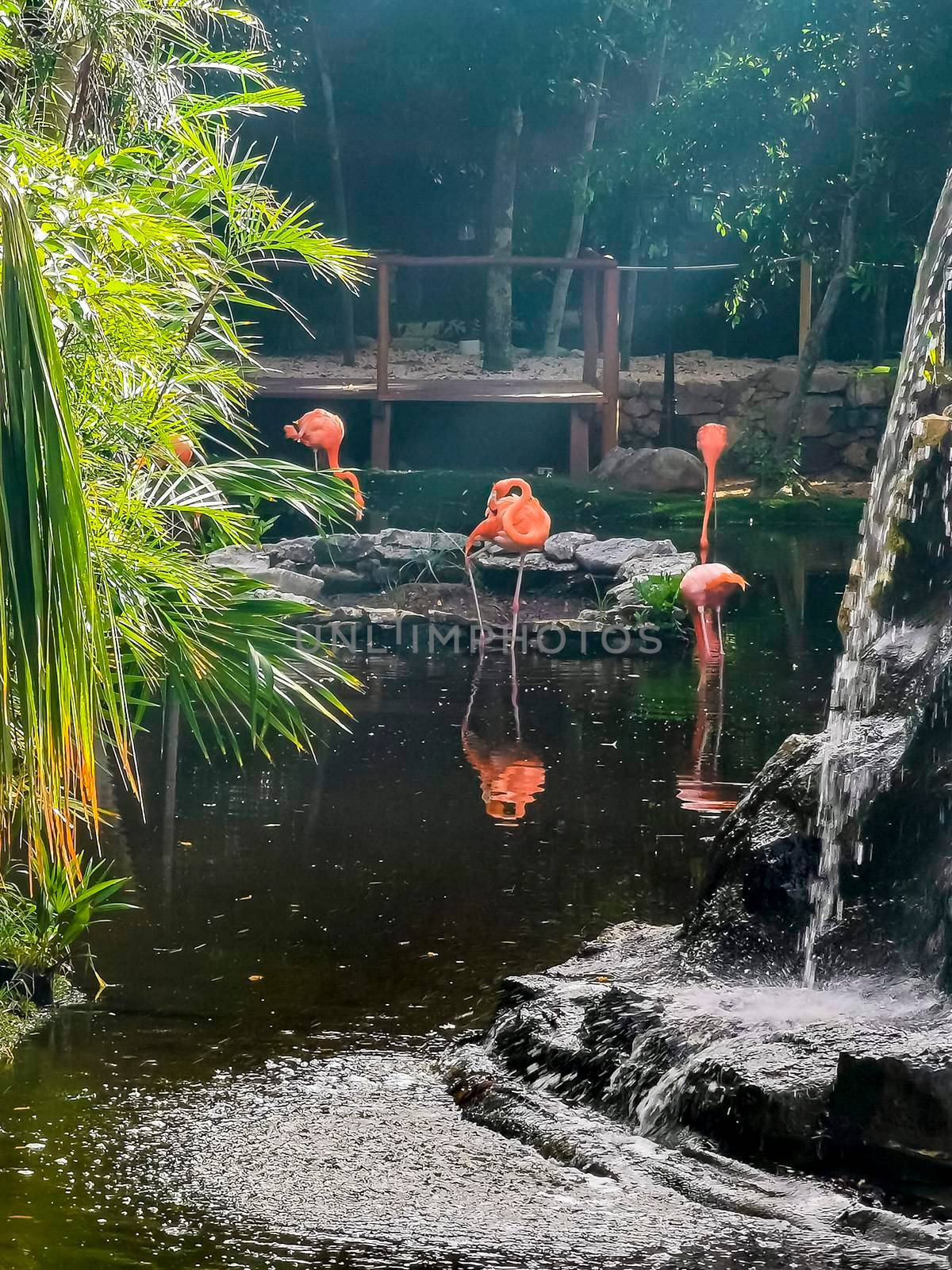 Pink flamingos in pond lake in luxury resort in Quintana Roo Mexico.