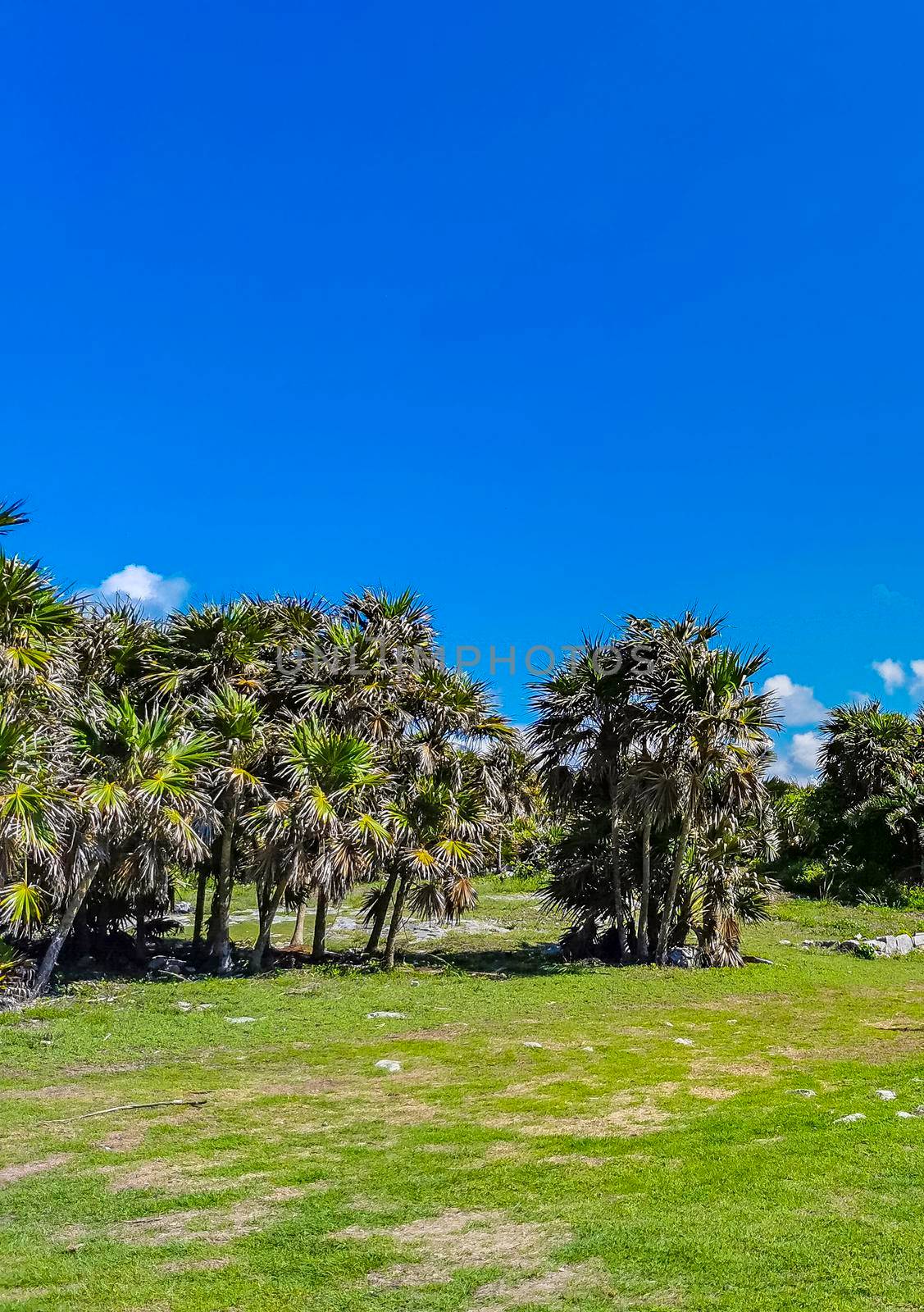 Ancient Tulum ruins Mayan site temple pyramids artifacts seascape Mexico. by Arkadij