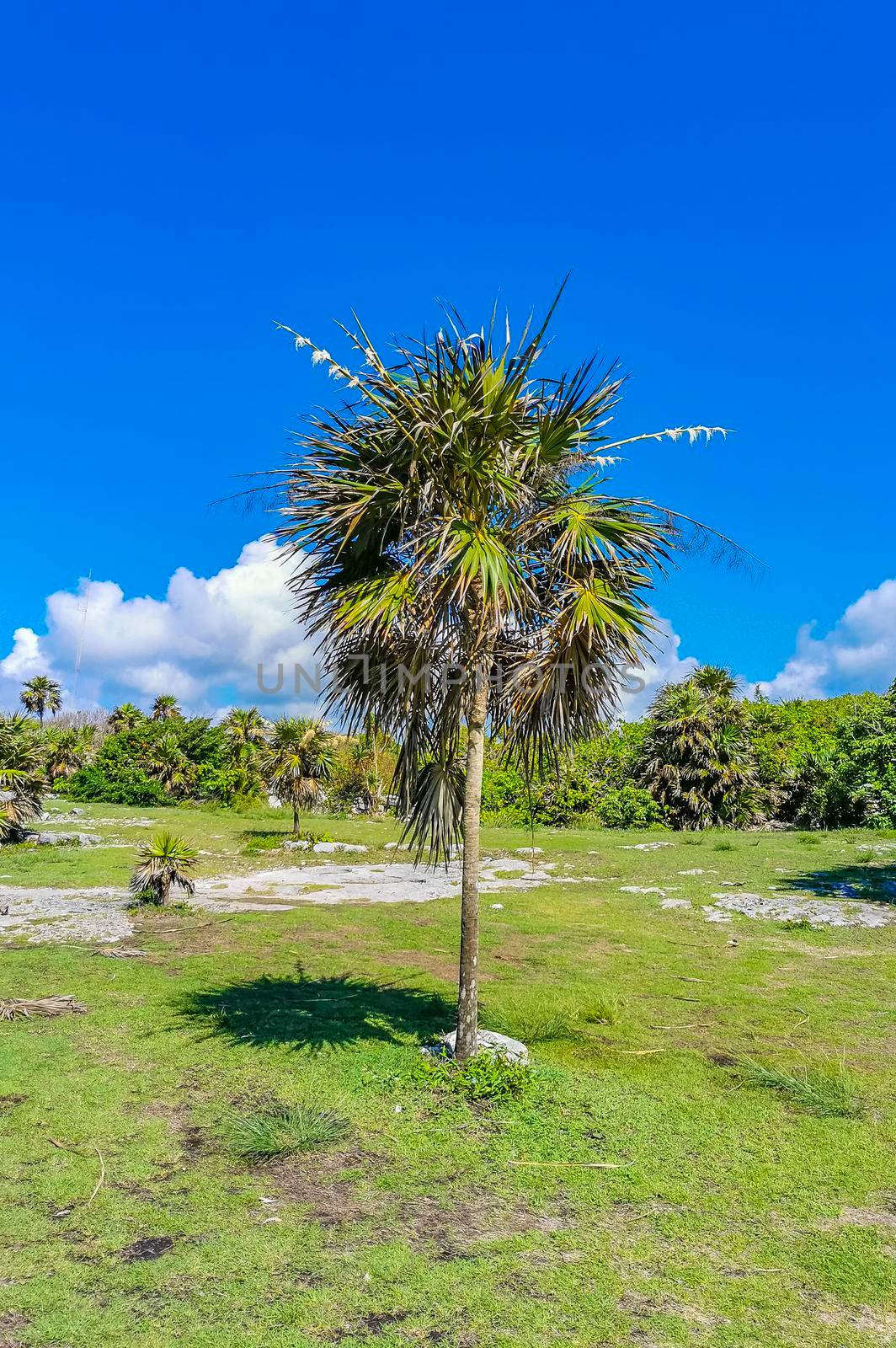 Ancient Tulum ruins Mayan site with temple ruins pyramids and artifacts in the tropical natural jungle forest palm and seascape panorama view in Tulum Mexico.