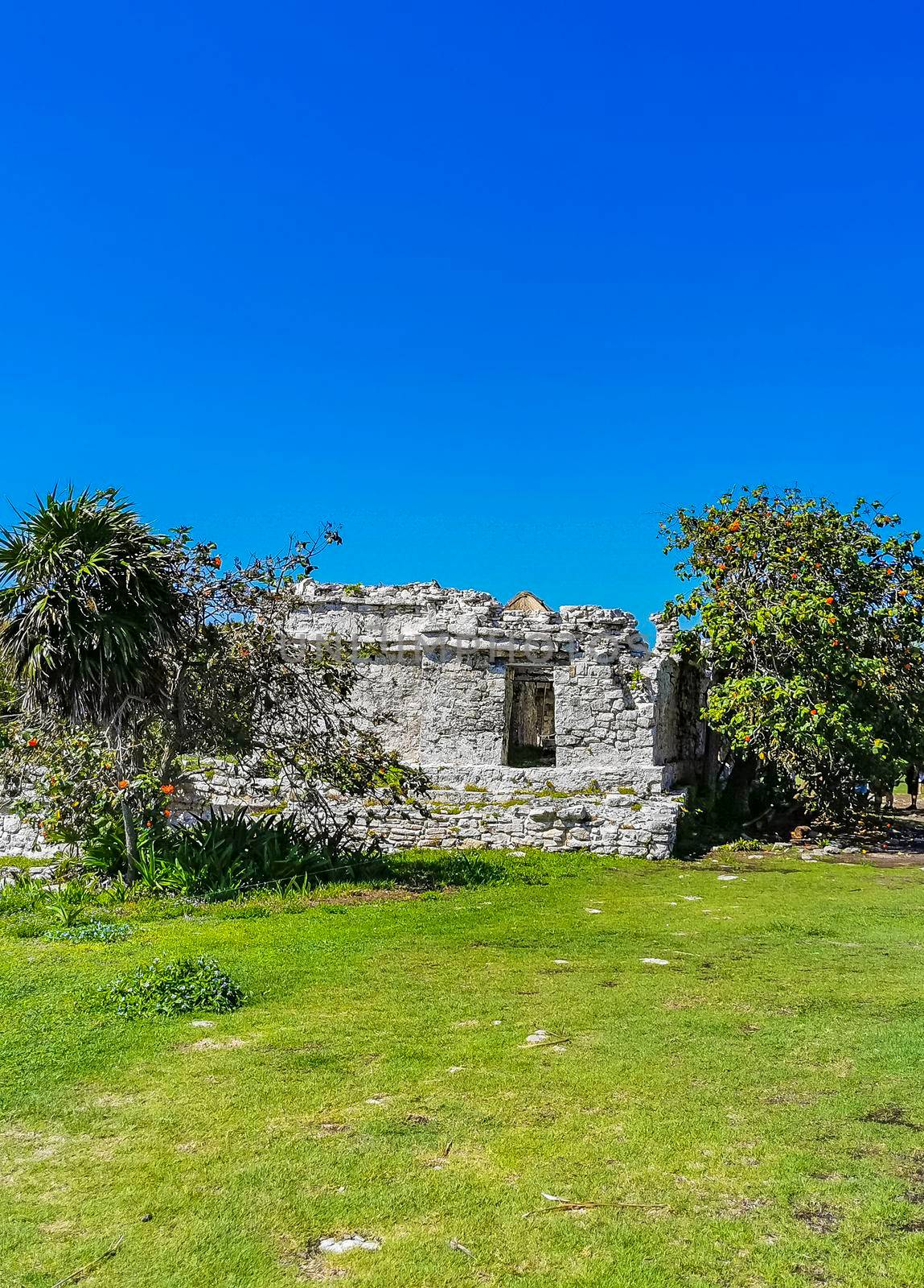 Ancient Tulum ruins Mayan site with temple ruins pyramids and artifacts in the tropical natural jungle forest palm and seascape panorama view in Tulum Mexico.