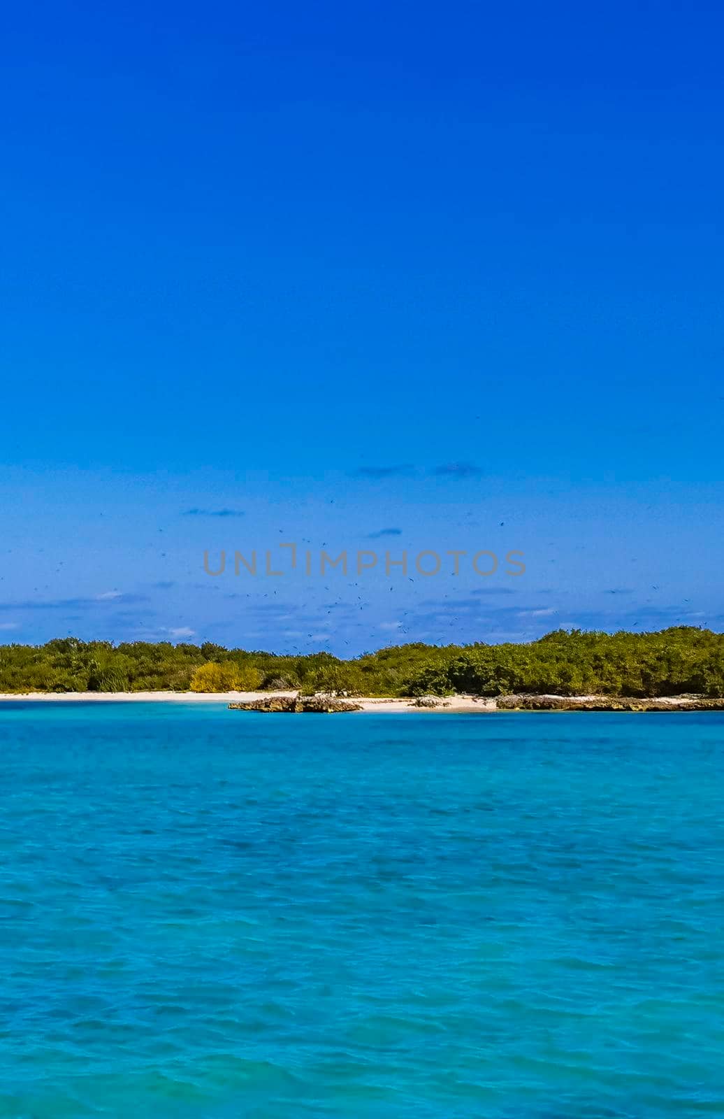 Amazing landscape panorama view with turquoise blue water palm trees blue sky and the natural tropical beach and the forest on the beautiful island of Contoy in Quintana Roo Mexico.