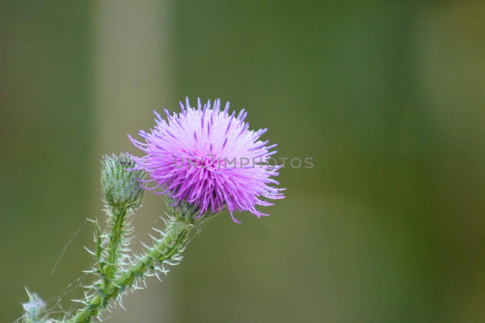 Closeup of spiny plumeless thistle flower on green blurred background by silviucenusa