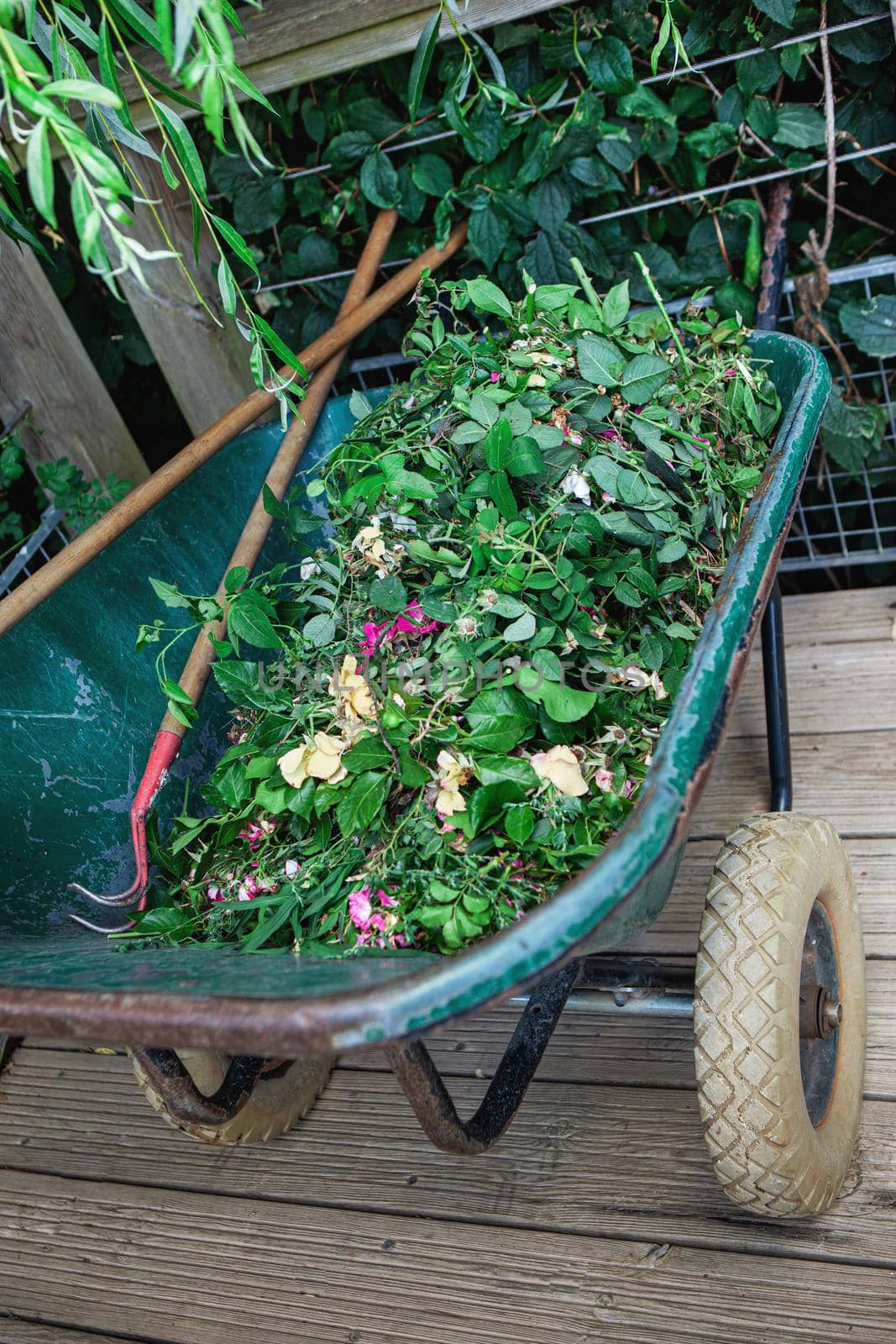 Green waste in a wheelbarrow and gardening tools