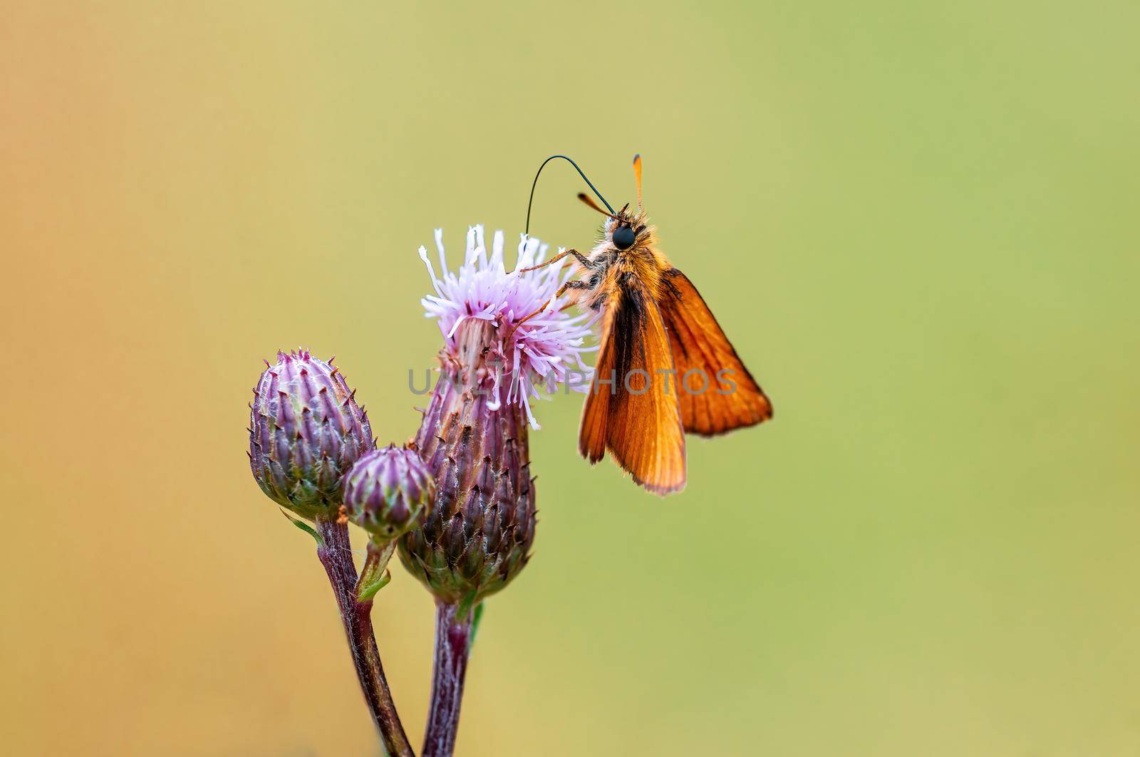 a skipper butterfly sits on a stalk in a meadow