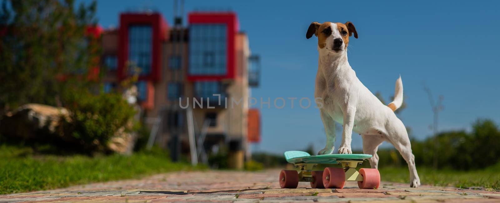 Jack russell terrier dog rides a penny board outdoors. by mrwed54