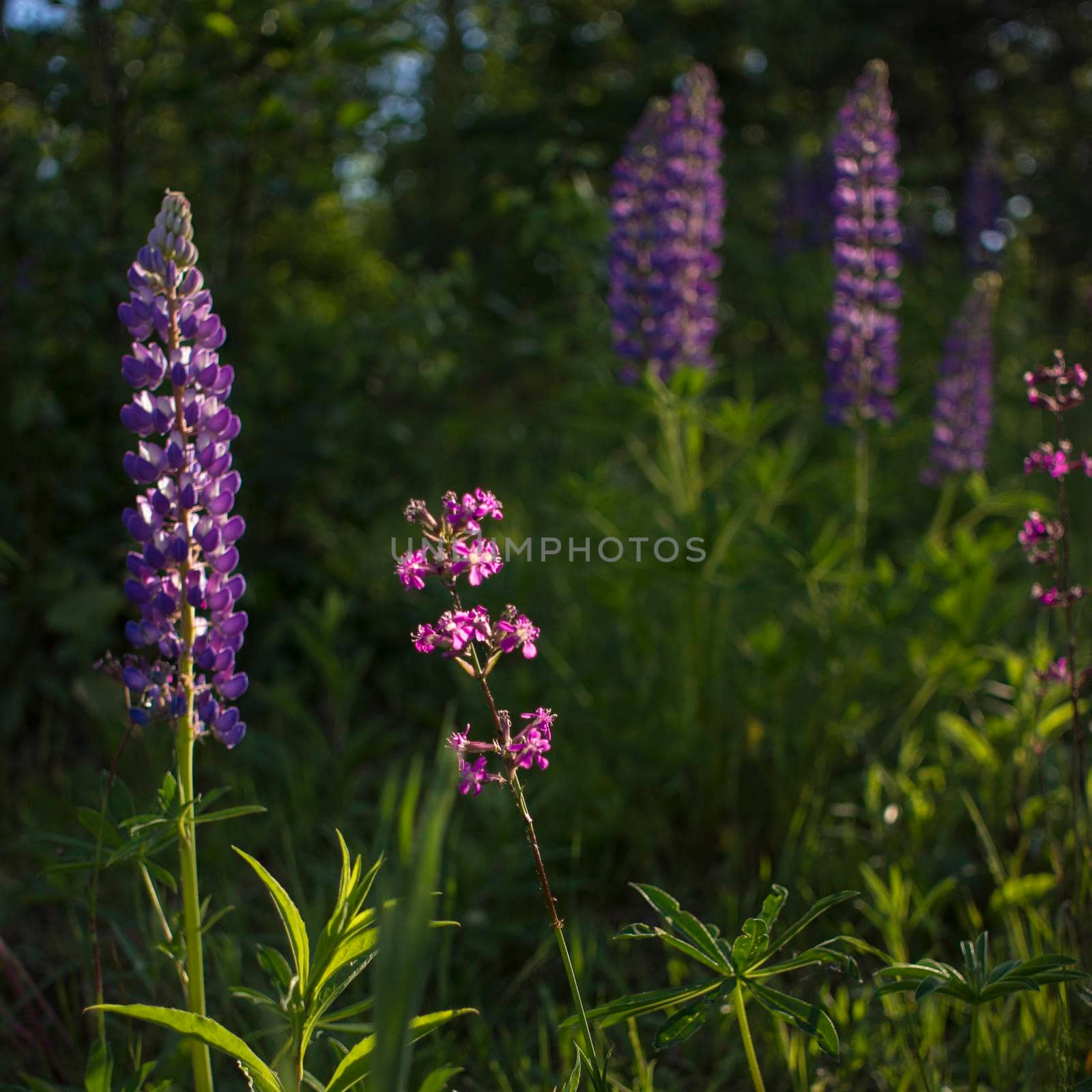 beautiful and bright Wild lupine flowers in a field against a sunset. High quality photo