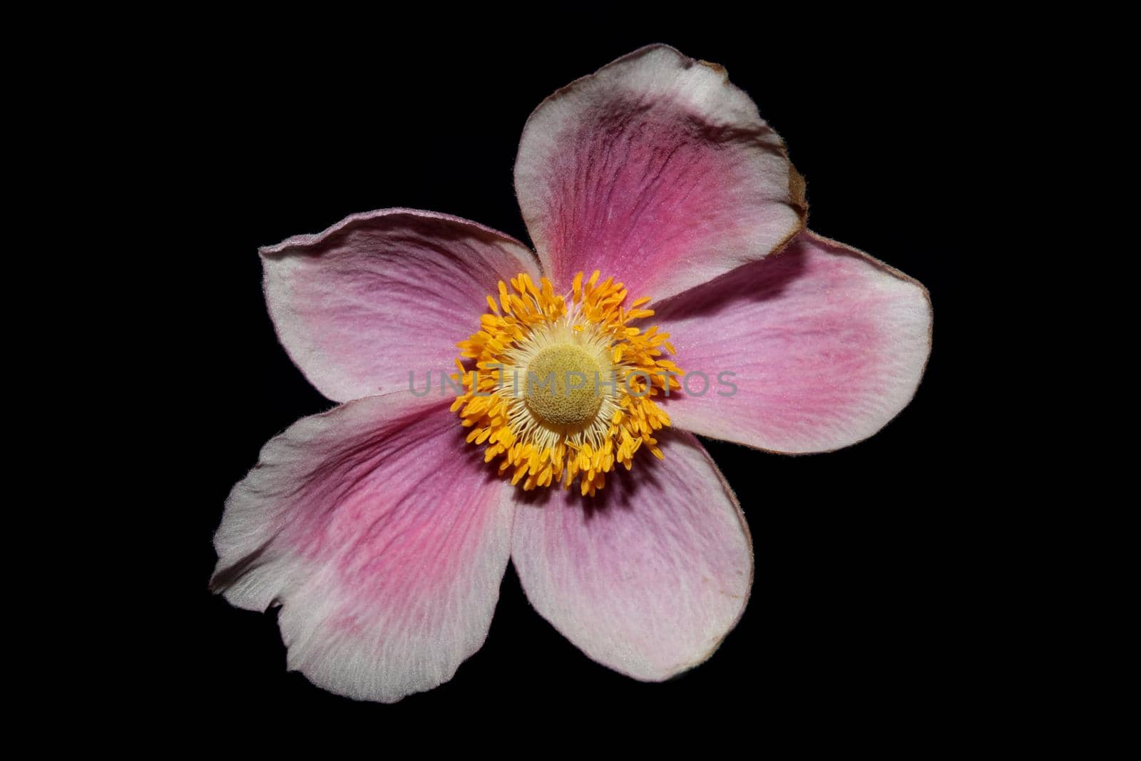 Pink flower blossom close up botanical background anemone tomentosa family ranunculaceae high quality big size prints