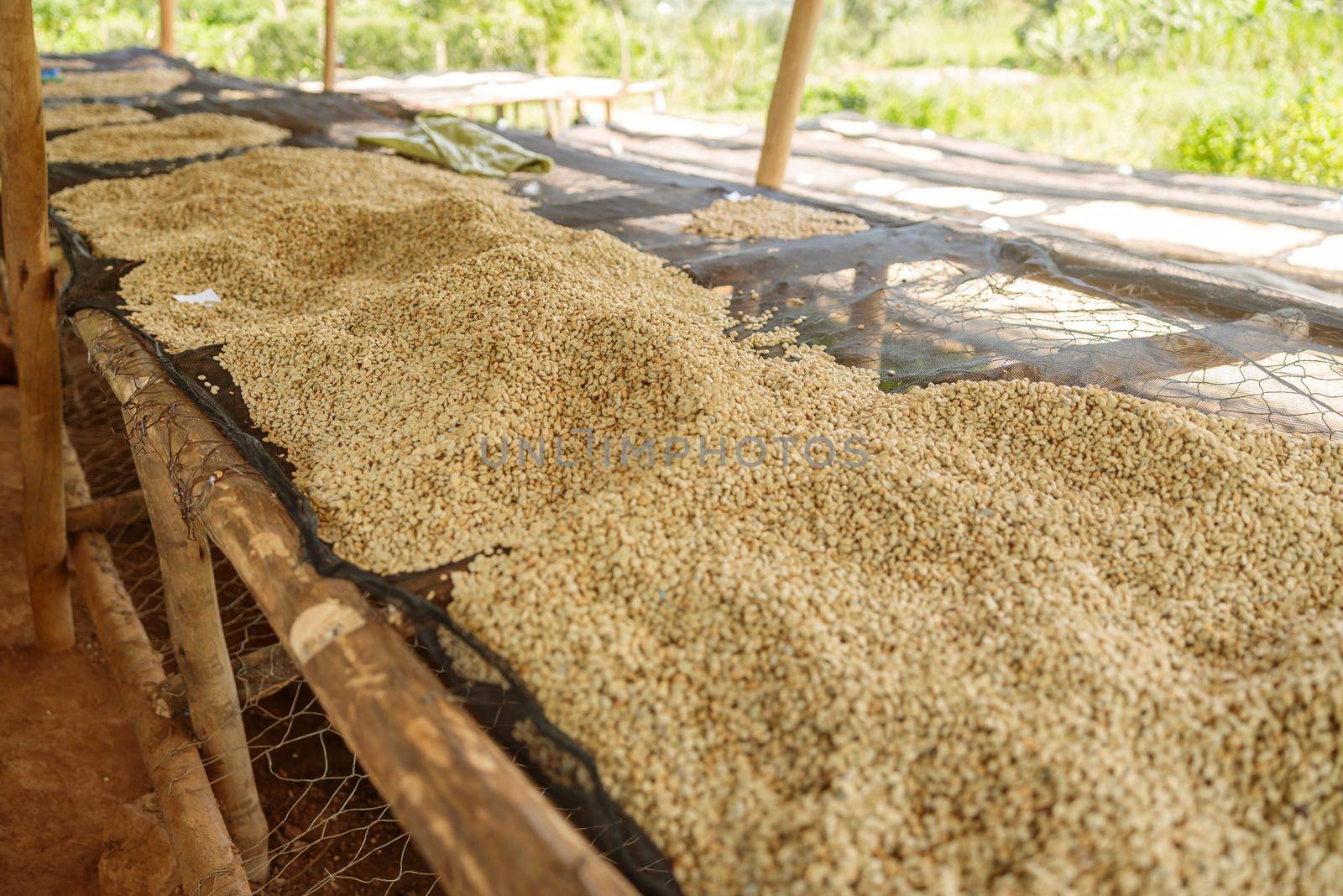 Coffee natural drying process at washing station on coffee farm in South Africa